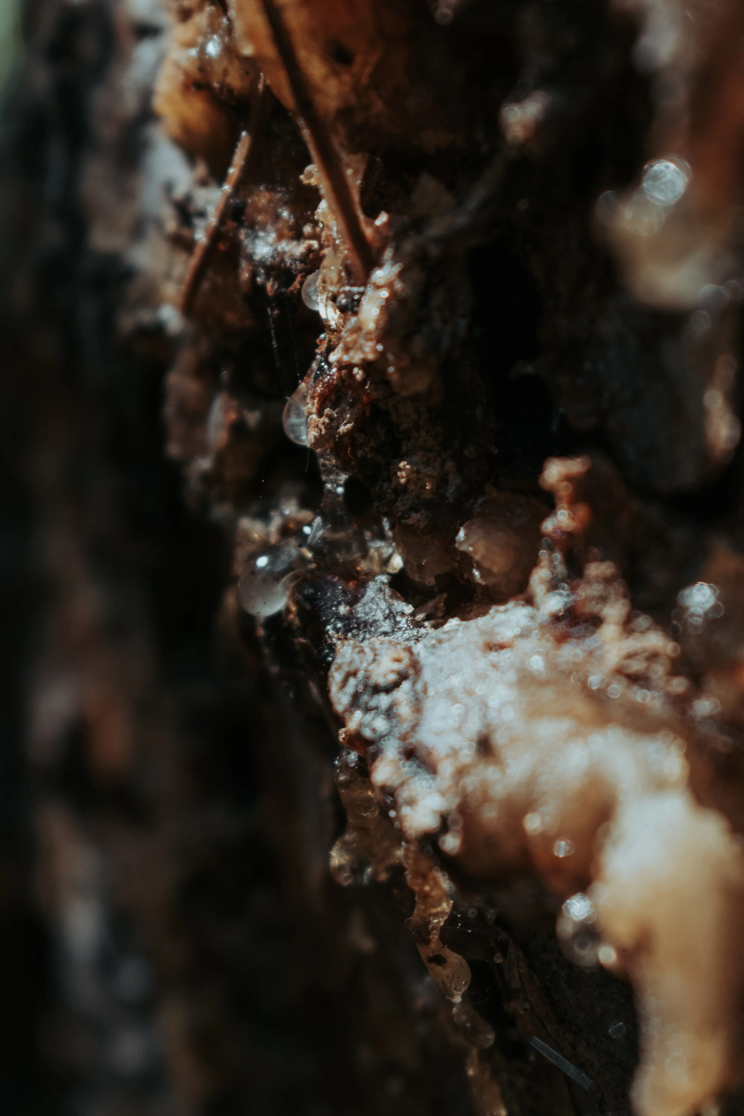 Close-up of damp soil with small water droplets and organic debris.