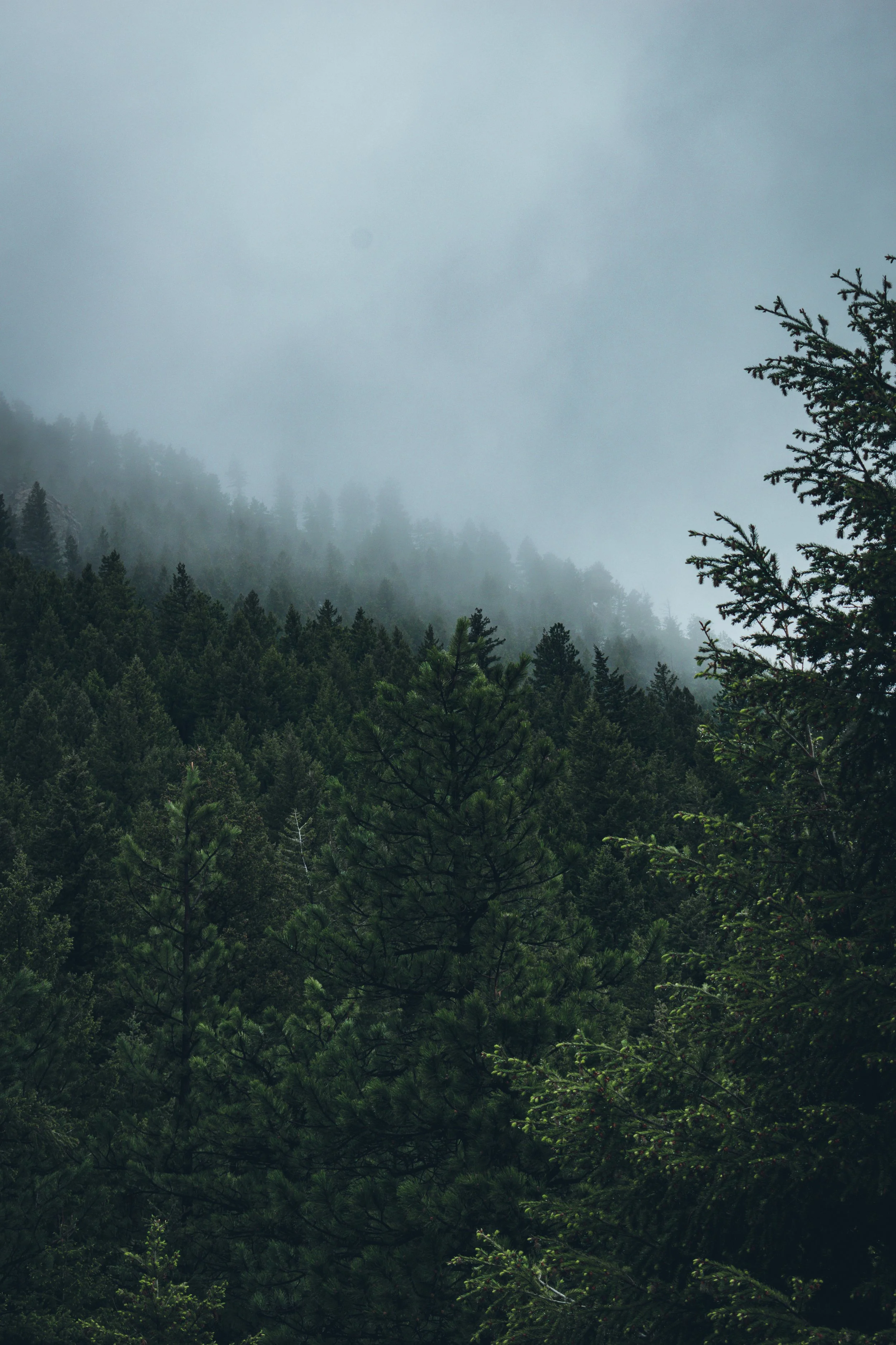 Dense pine forest on a mountain with mist and overcast sky