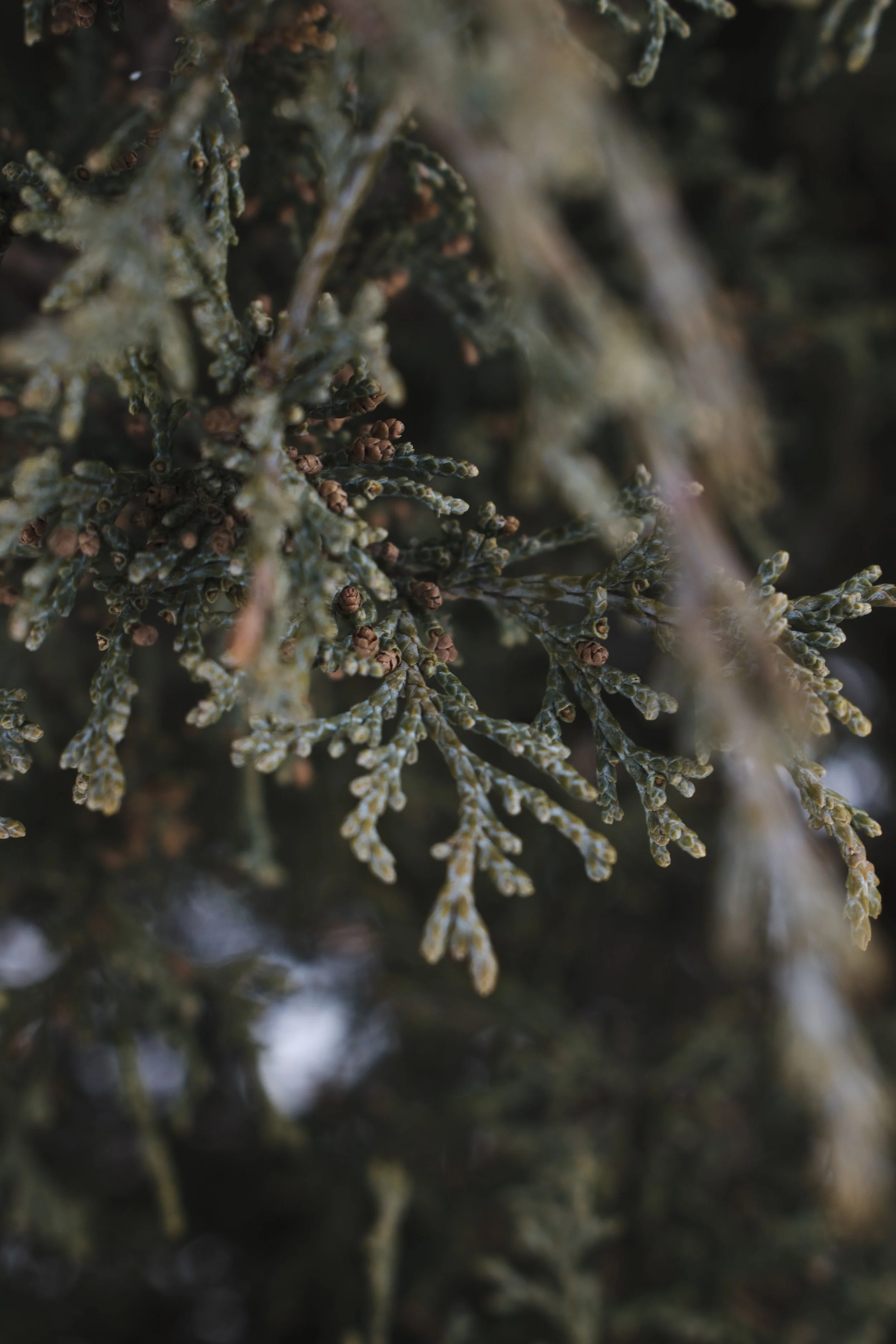 Close-up of a pine or cedar branch with small cones or buds, with a blurred background.