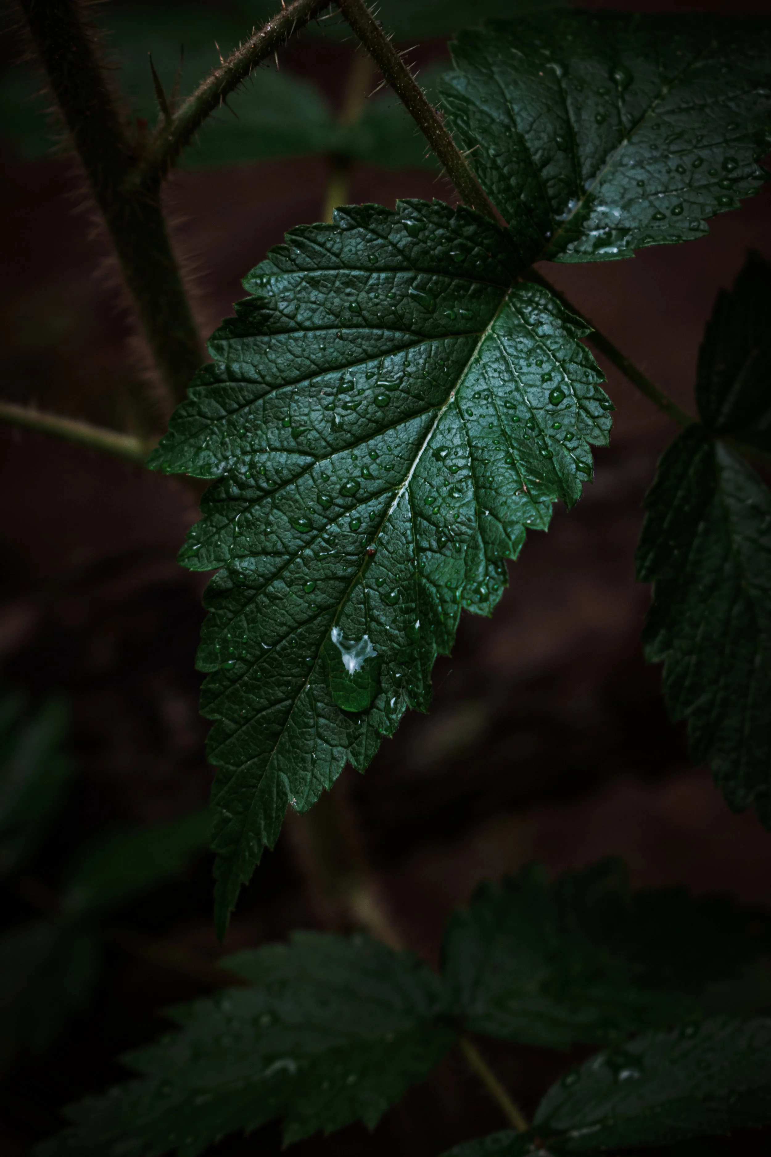 Close-up of a green, veined leaf with droplets of water and a tiny white web.