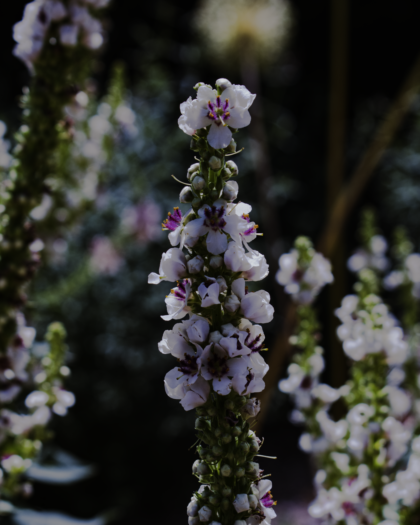 Close-up of a tall flower spike with small white flowers that have purple and yellow centers, set against a dark background.