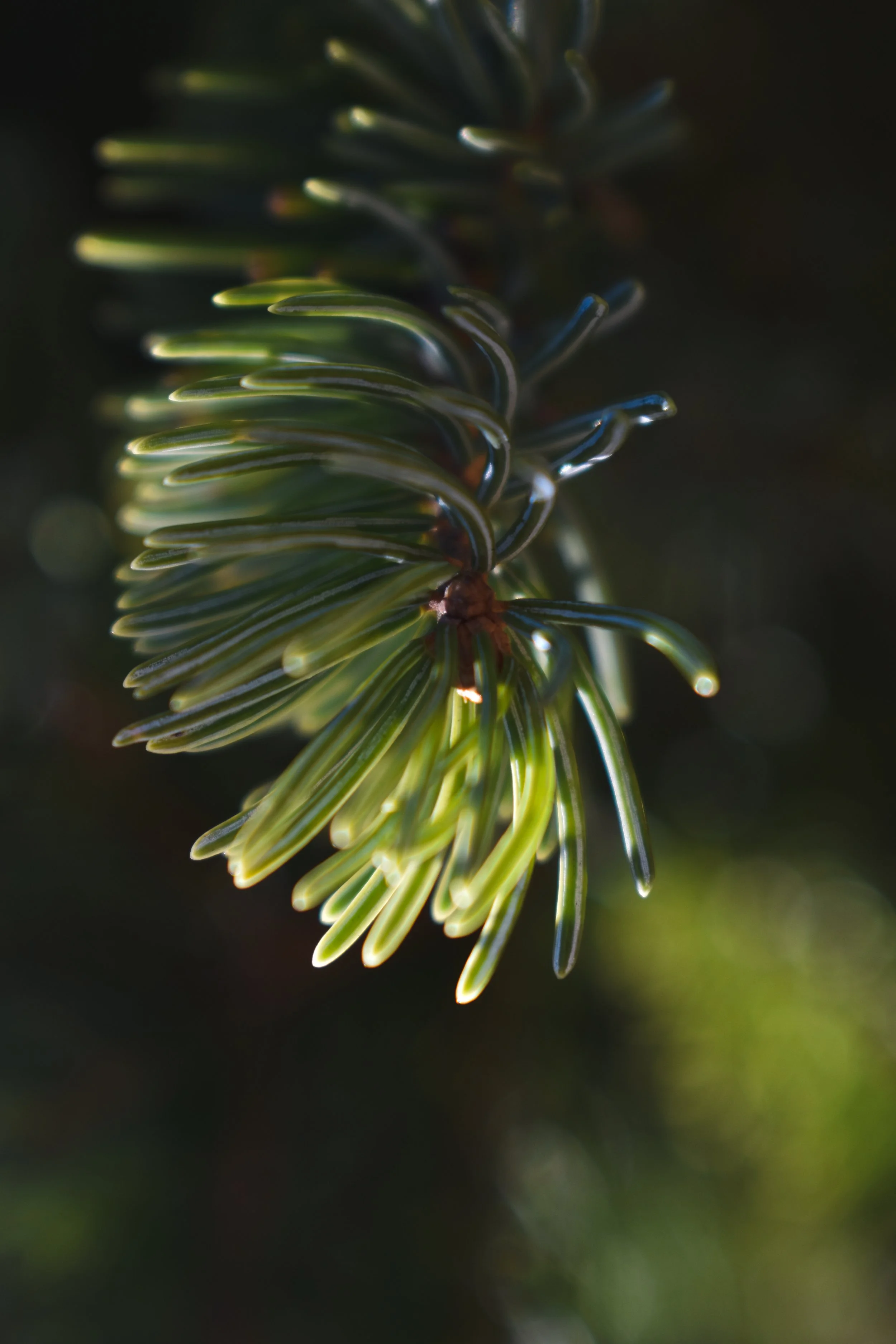 Close-up of a green conifer branch with dense needles, with soft sunlight illuminating the needles against a dark, blurred background.