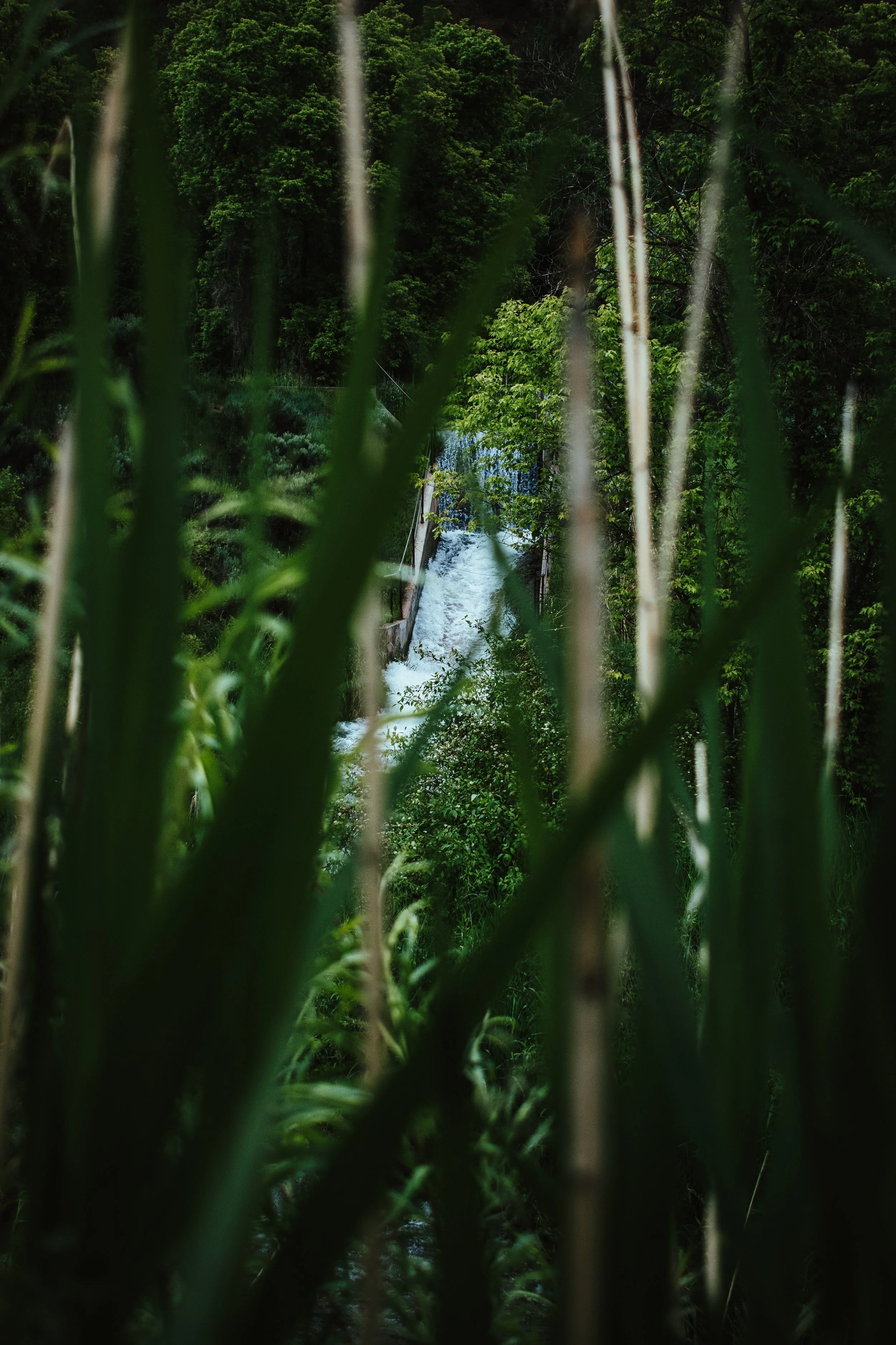 View of a small waterfall seen through tall grass and dense trees in a lush green forest.