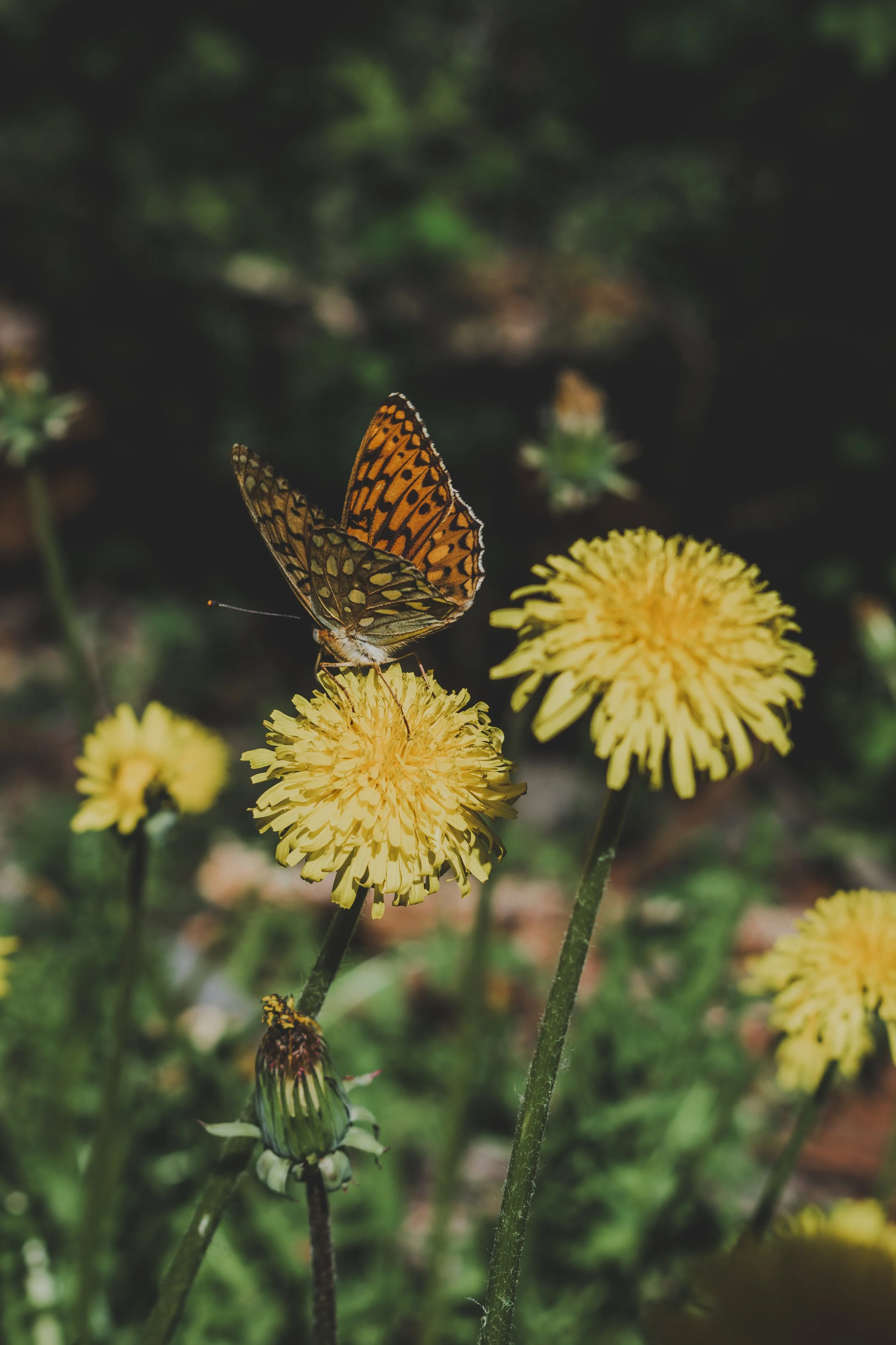 A butterfly perched on a yellow flower in a garden.