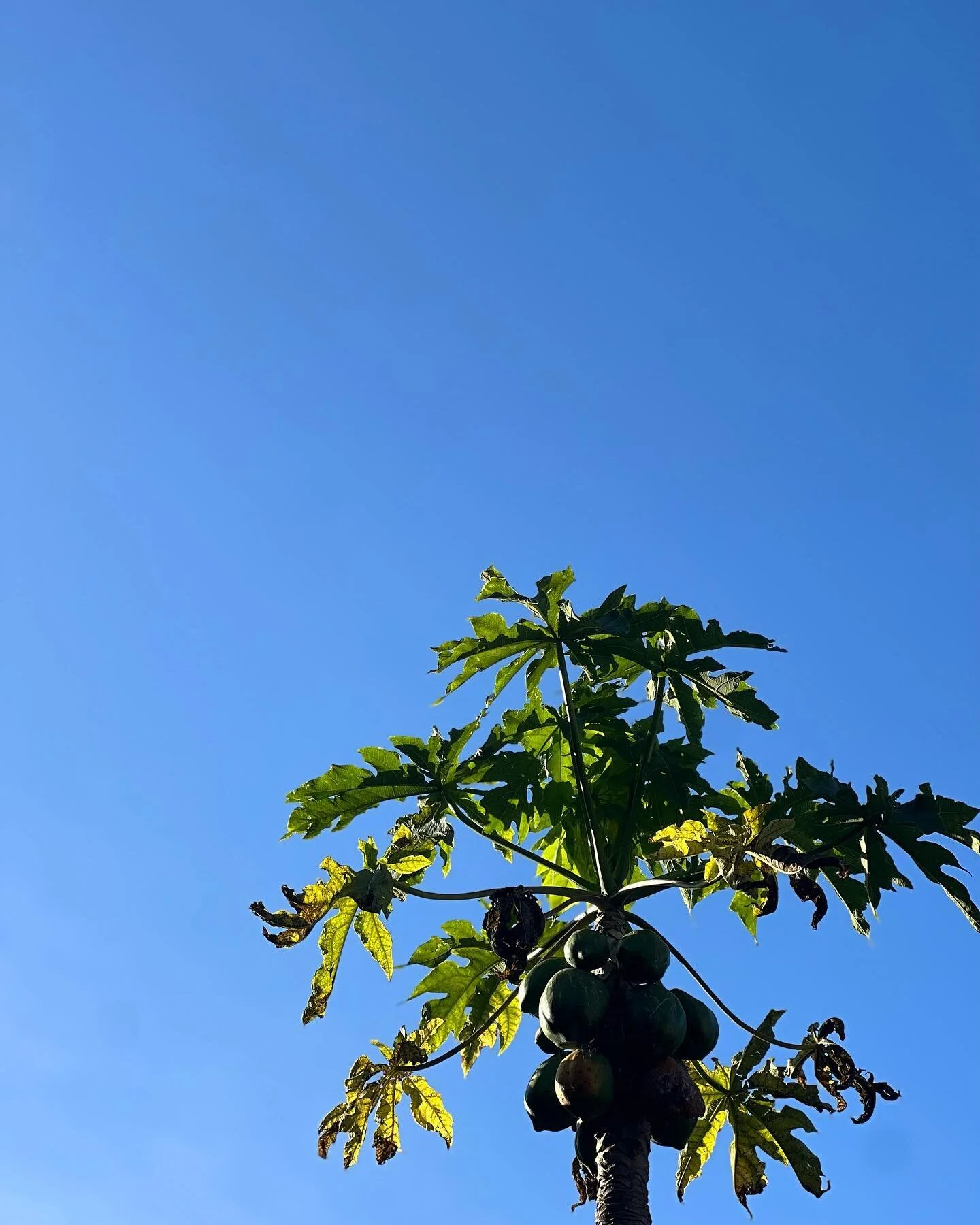 Pawpaw, not a coconut 🏝️ 

Open 7-11am today.

#lordhoweisland #coffee #pawpawtree