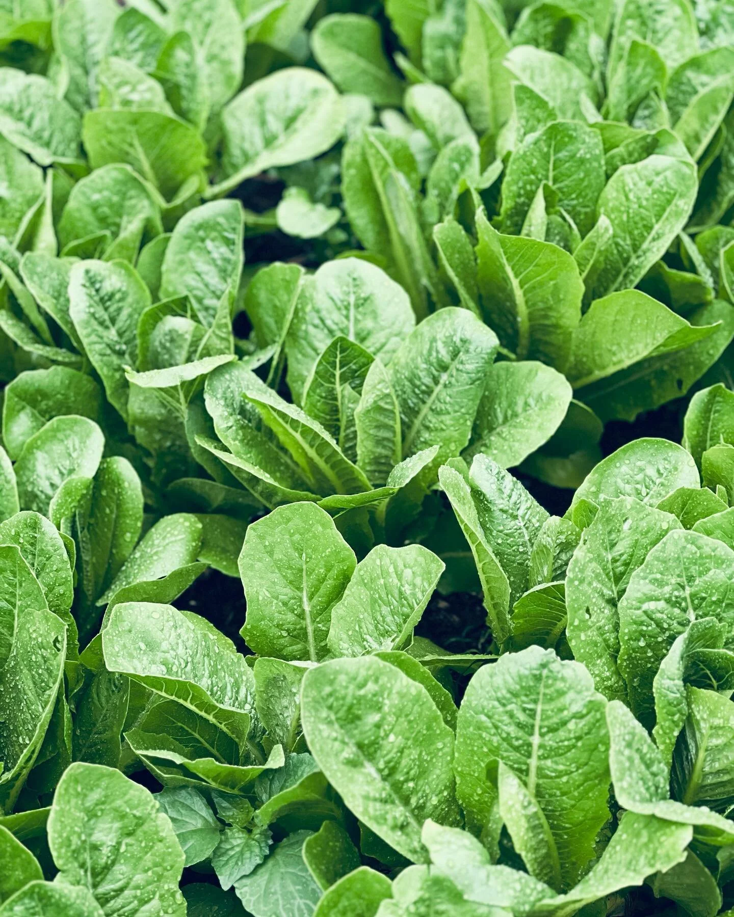 Open this morning despite conditions 🌧️ 

Not sure if it&rsquo;s much of a salad day, but these lettuce are probably good to go too if anyone needs 🥬