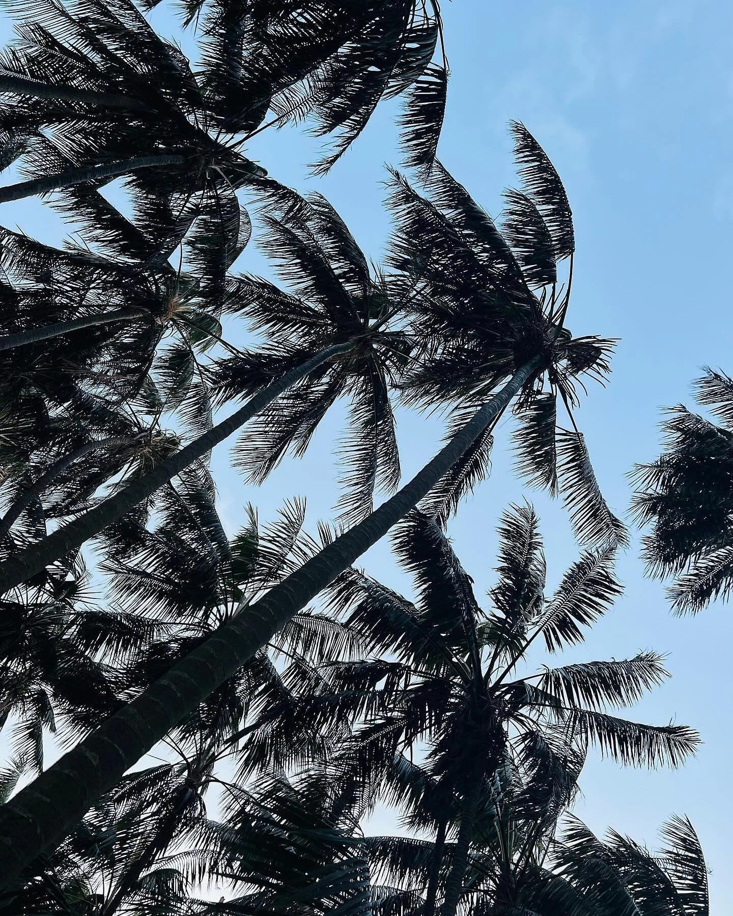 Please forgive me father, for Jim&rsquo;s is closed for a while&hellip; The holiday increase in demand is proving too much to handle on my own, so I am dreaming of serious quality time with my nephew in the garden instead.

Sorry to anyone who was ex