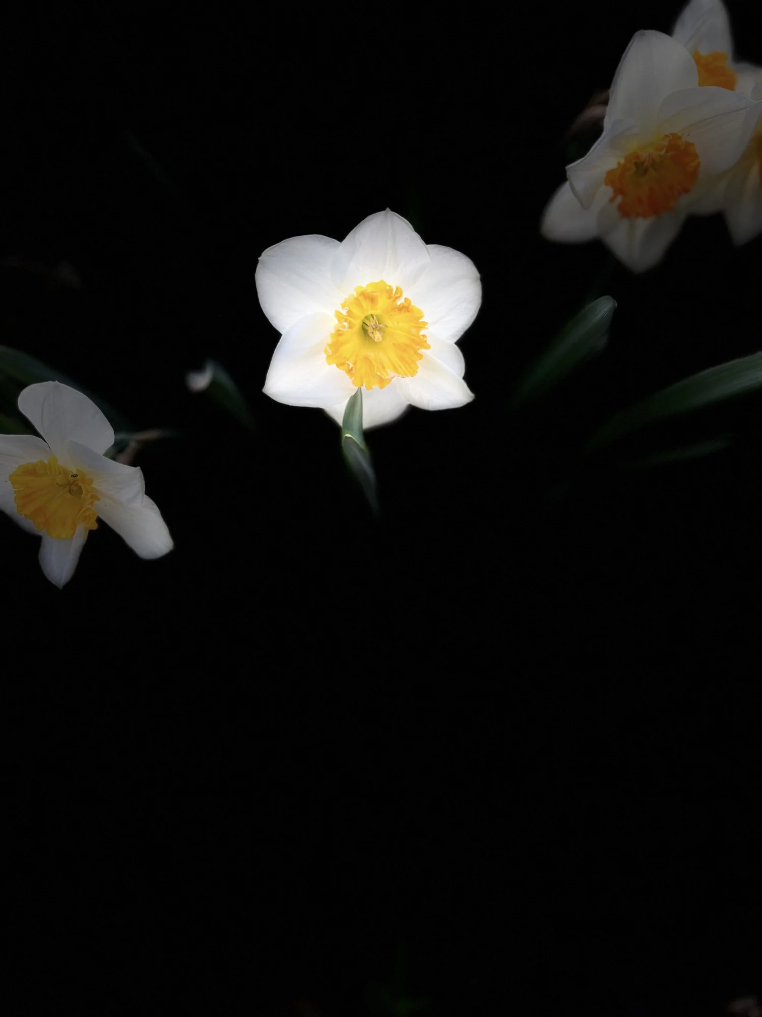 Buds & Blooms: Part One — Cosmic Daffodil Journal