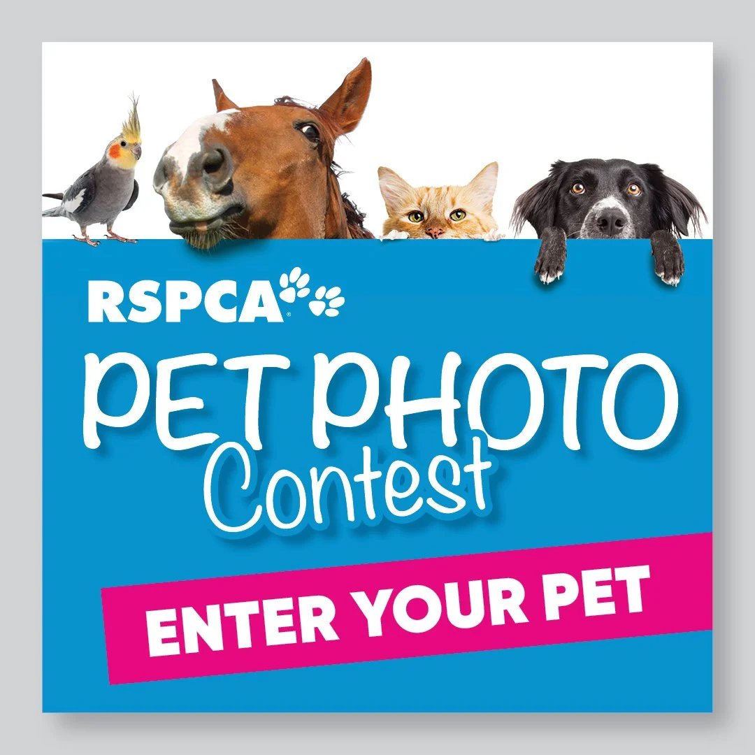 Portfolio_RSPCA_sqaures12.jpg