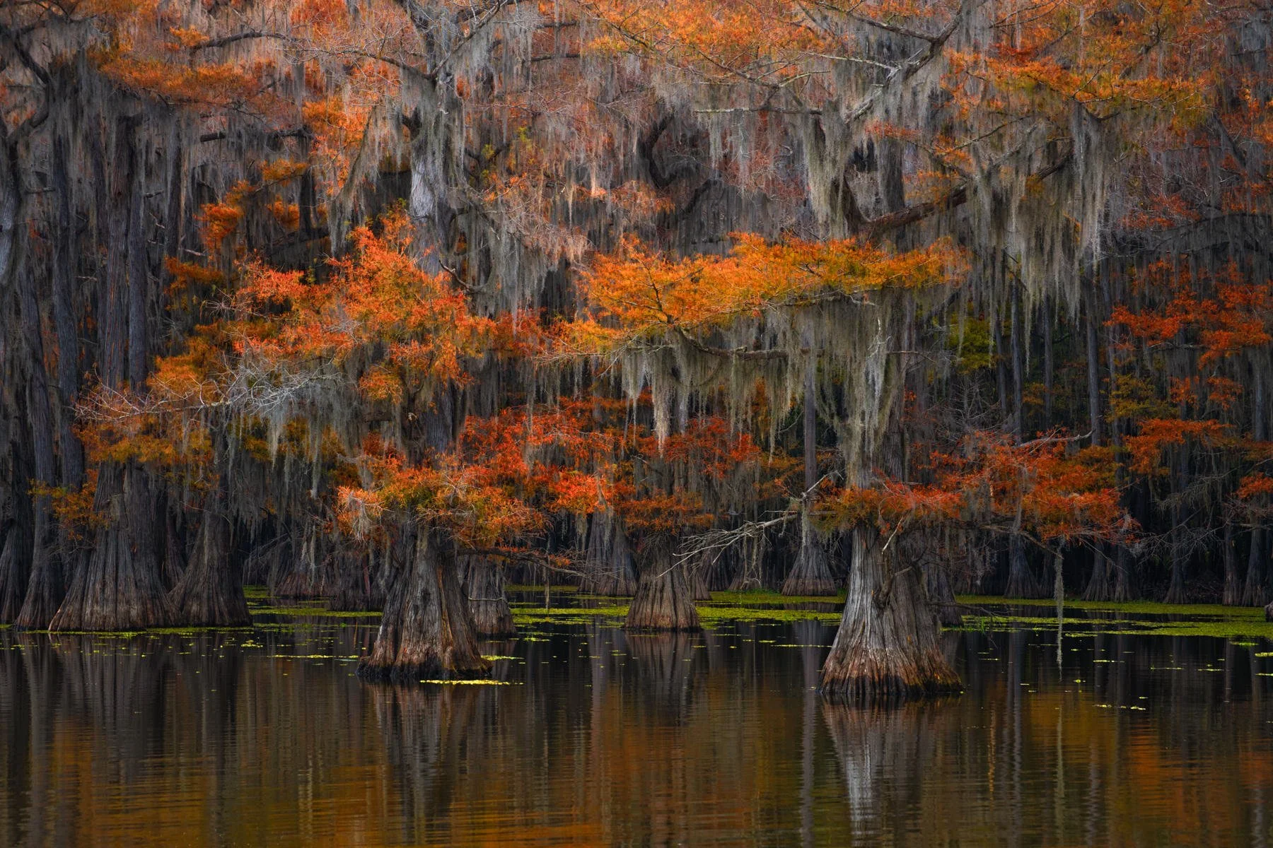 Bayou2021.1800px-2.jpg