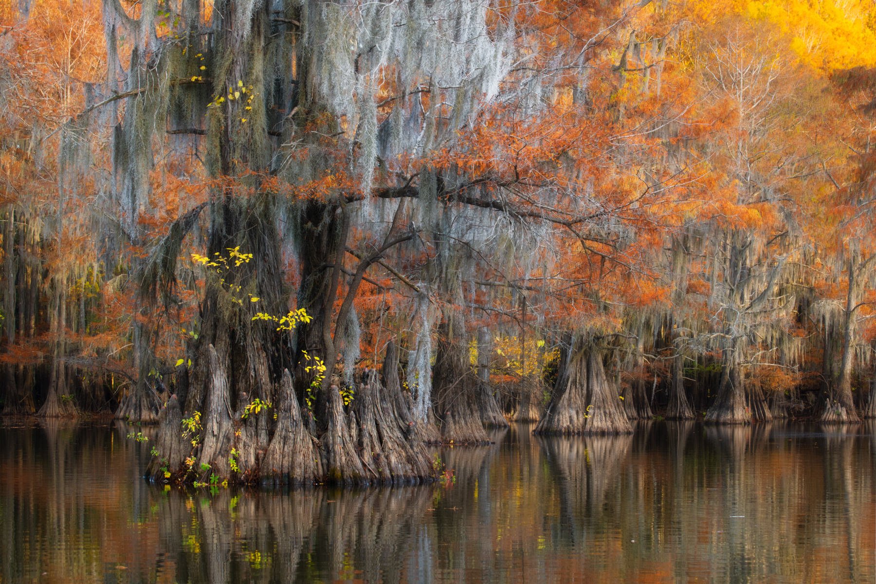 Bayou2021.1800px-20-2.jpg