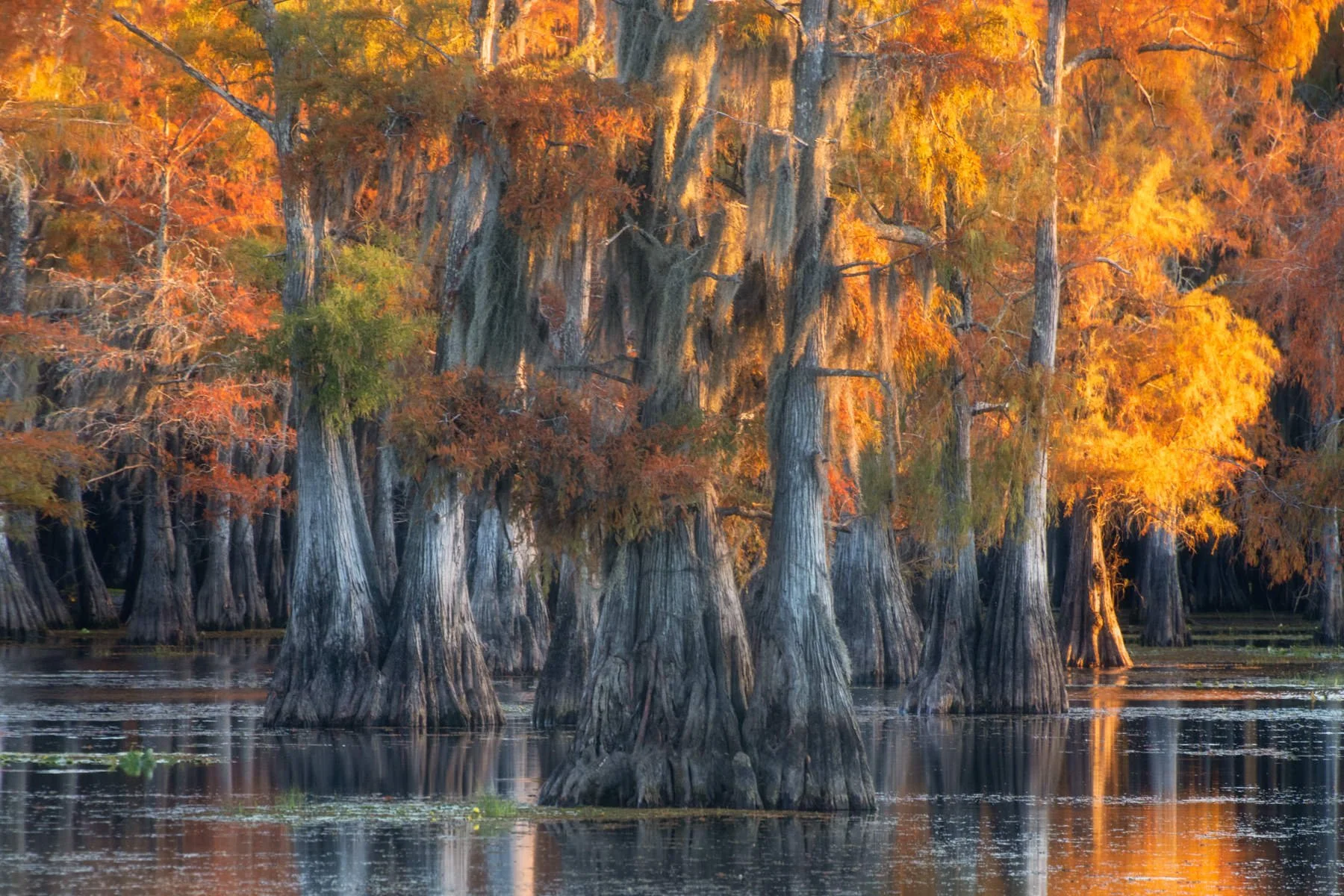 Bayou2021.1800px-5.jpg