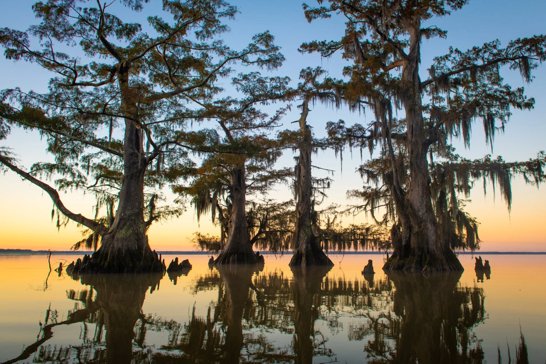 Bayou2021.1800px-20-3.jpg