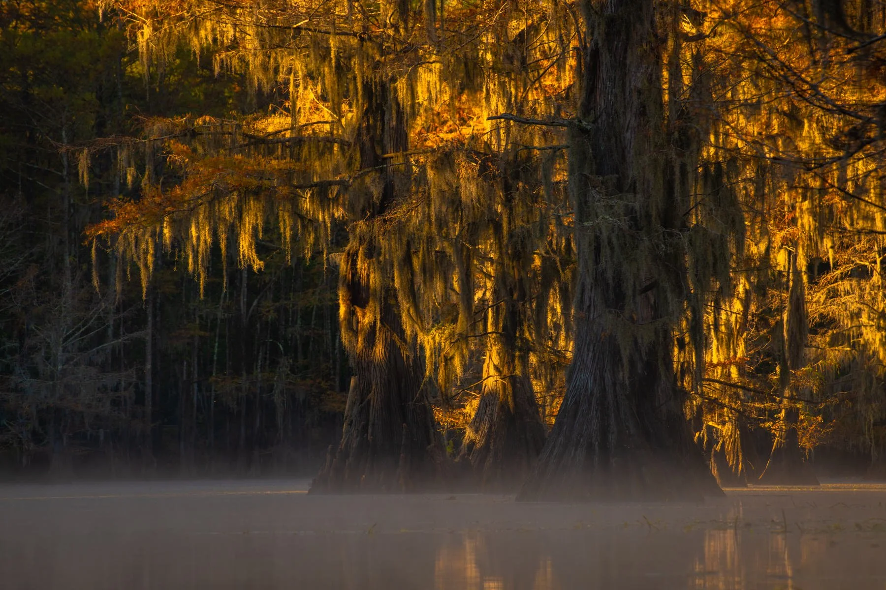CADDO LAKE PHOTOGRAPHY TOURS