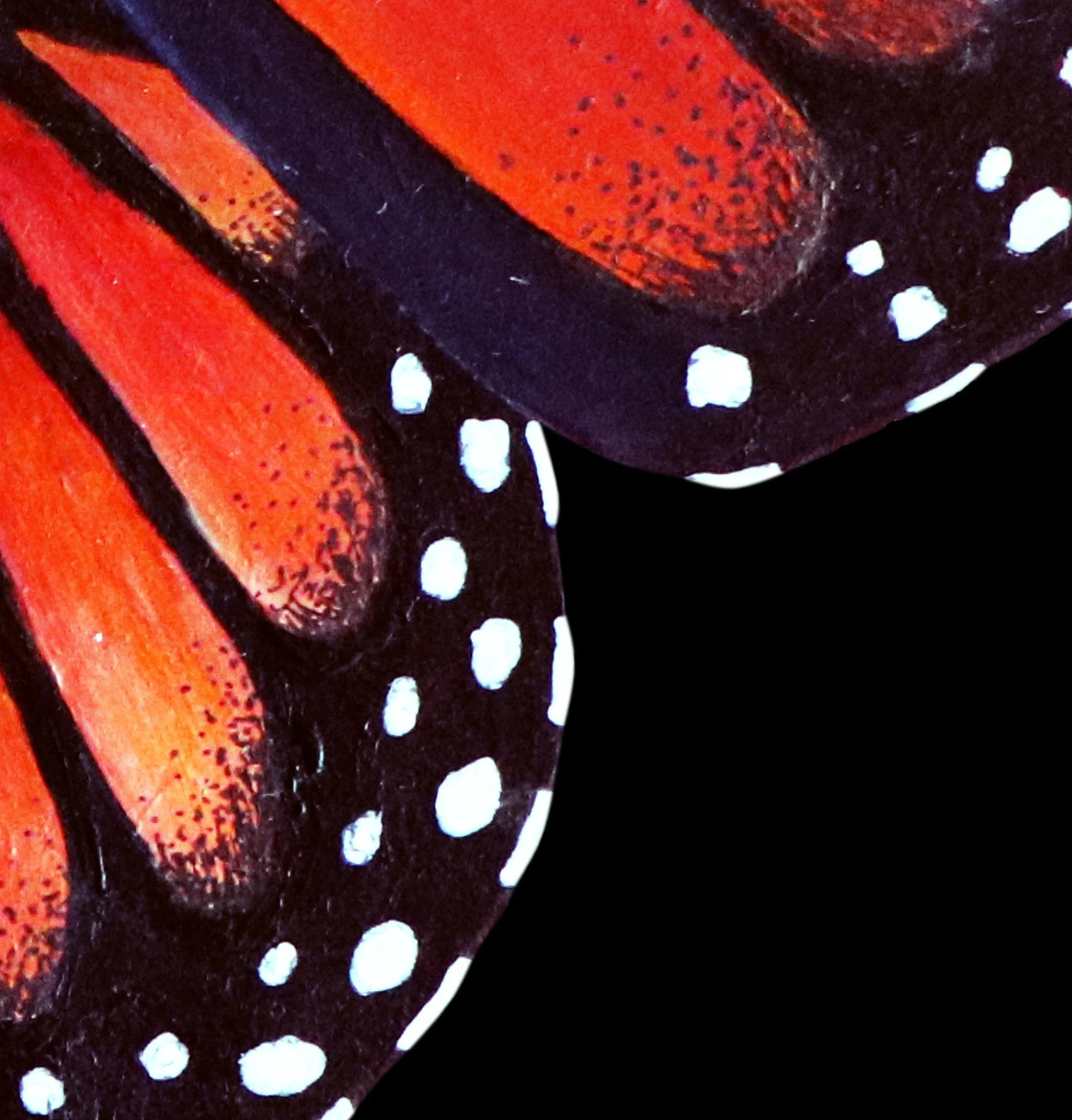 Close up shot of Fine art print of a Monarch Butterfly with vivid orange and black wings on black.