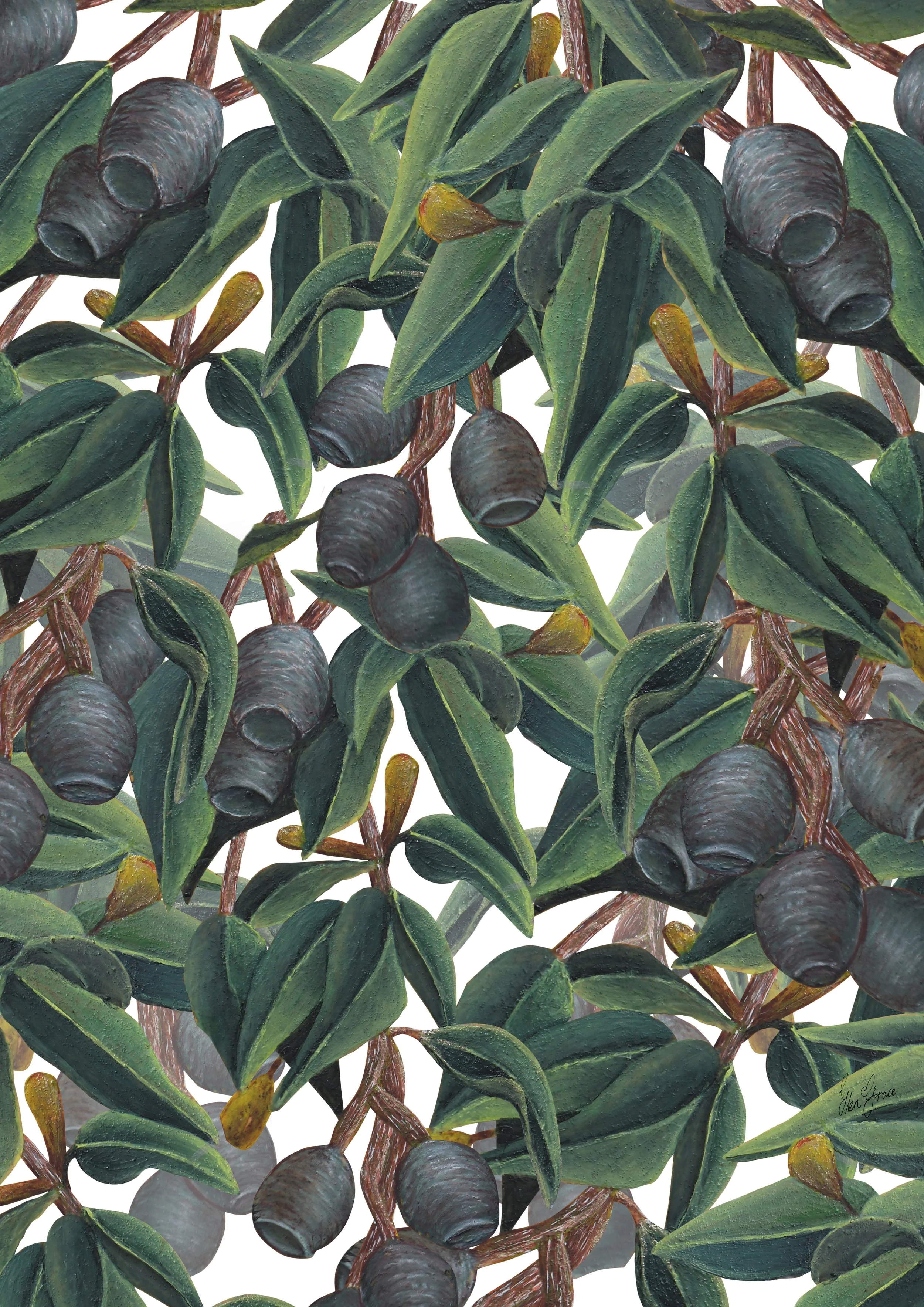 Botanical illustration of eucalyptus leaves and gumnuts arranged in a foliage pattern.