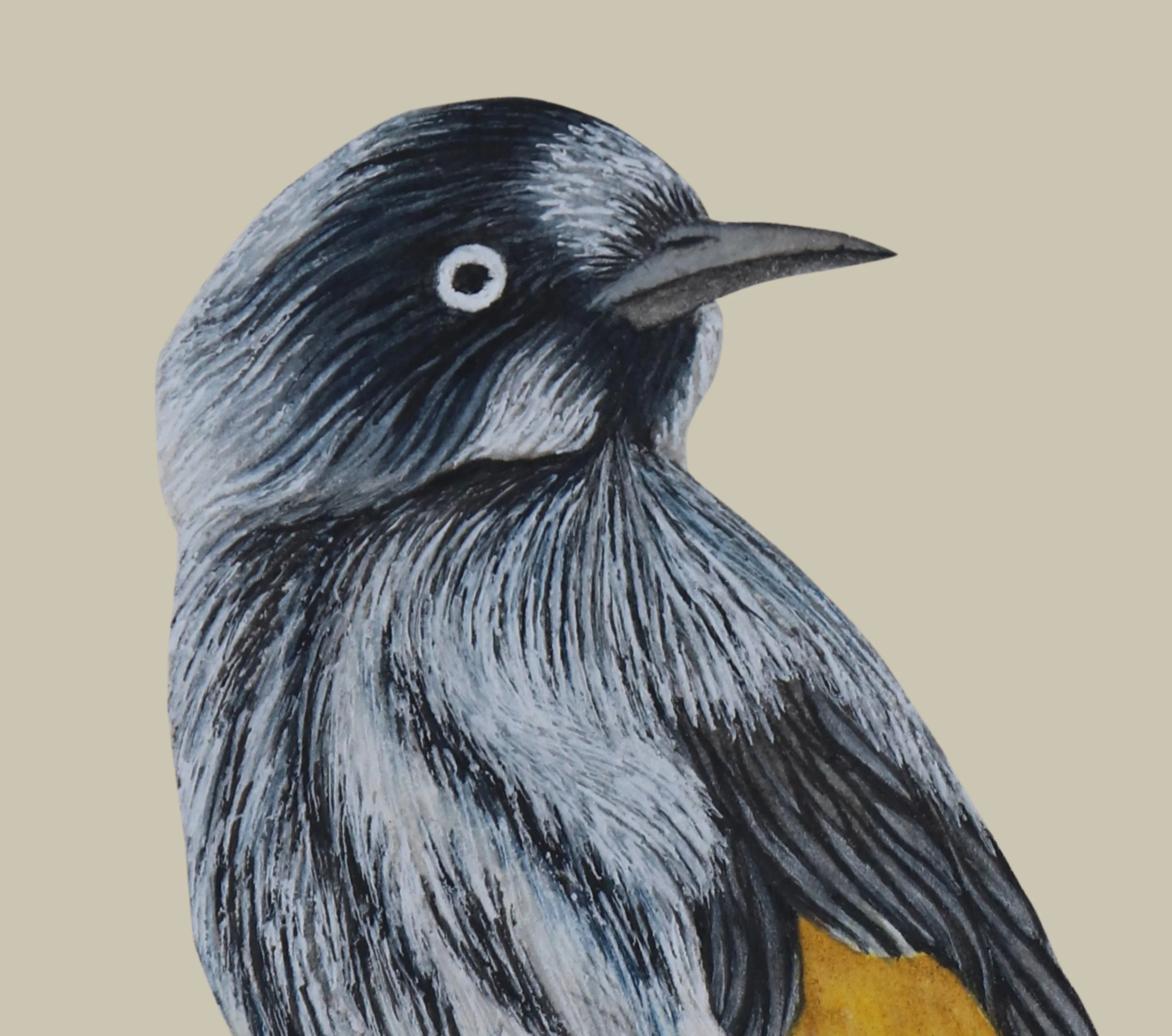 new holland honey eater fine art print close up shot
