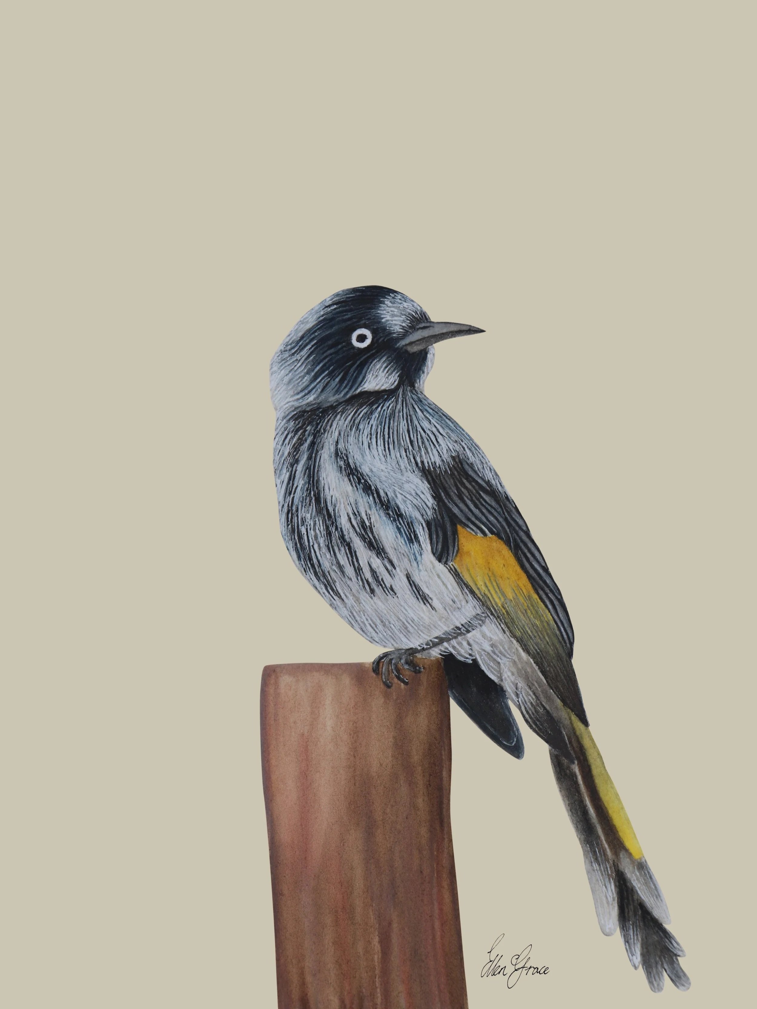 Illustration of a New Holland Honeyeater perched on a wooden post, featuring black-and-white plumage with yellow wing markings on a soft beige background.