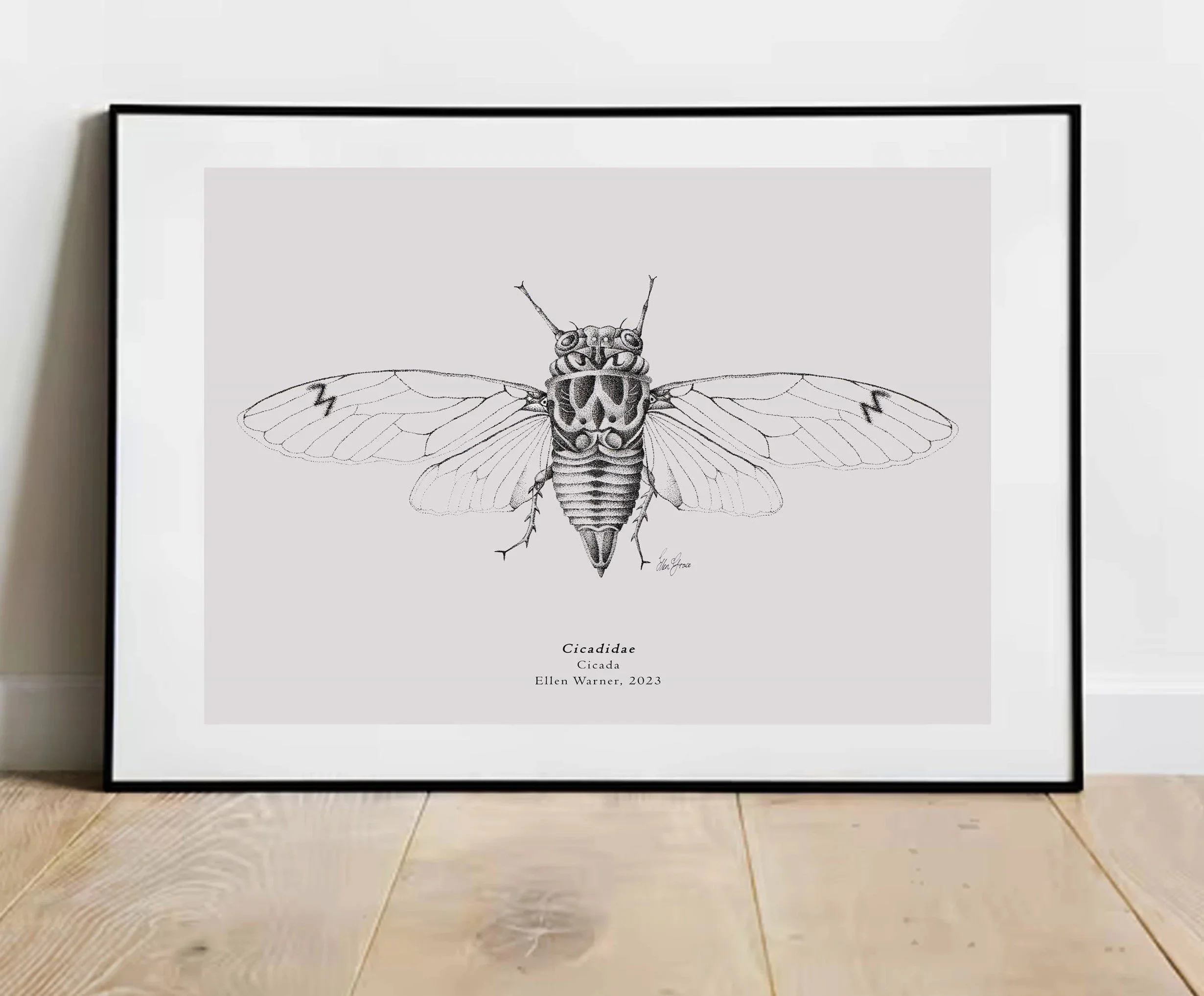 cicada+frame.jpg