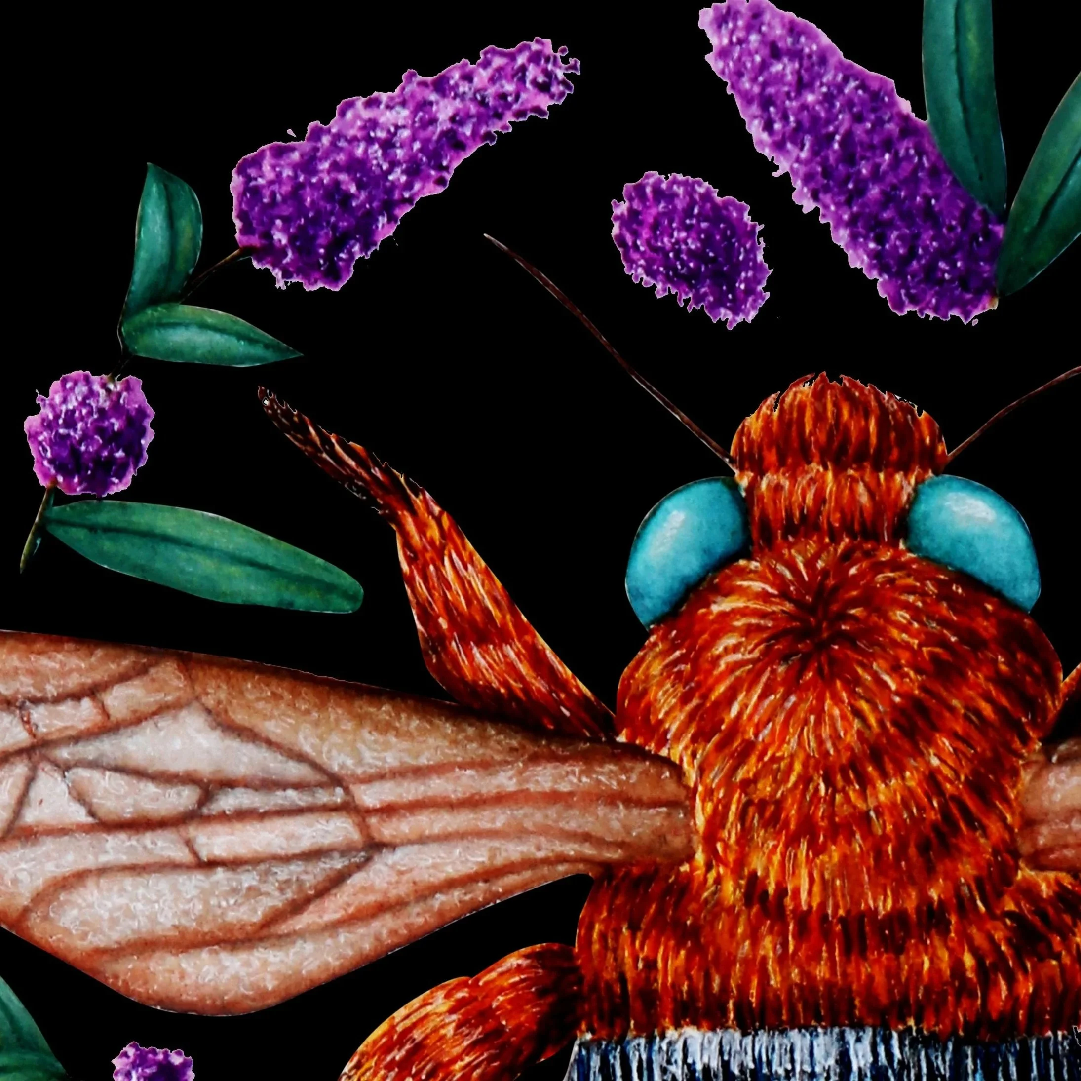 Close up of a detailed illustration of a bee surrounded by lavender flowers and green leaves on a black background.