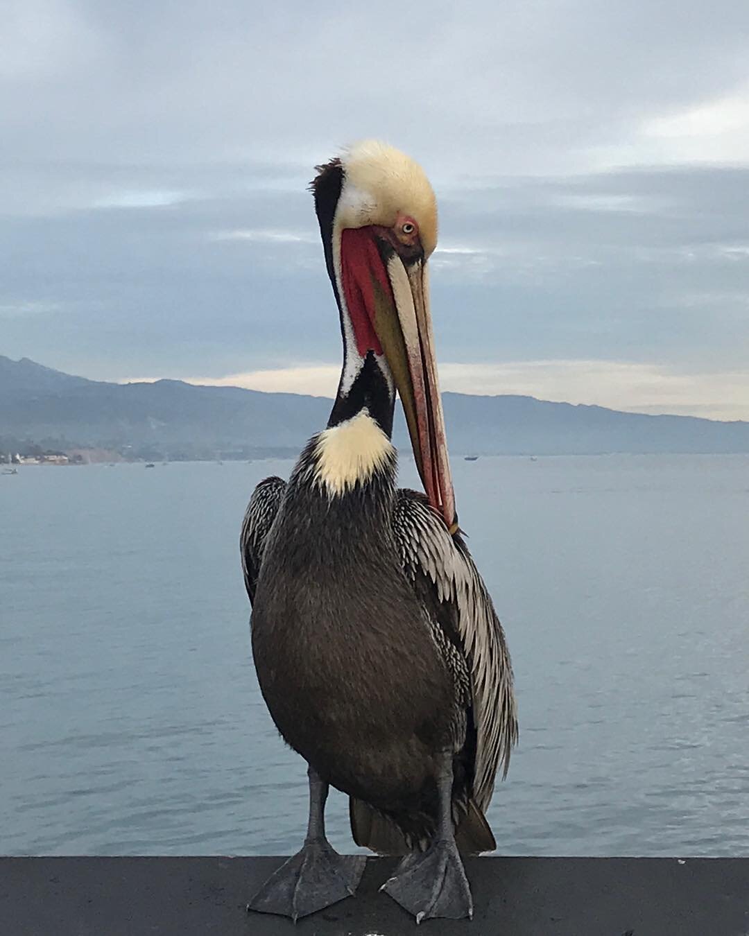 Did you know that the only breeding colonies of California brown pelicans in the western US are on West Anacapa and Santa Barbara Islands?
. 
That they can live up to 40 years old and that once the birds mate, they stay together for years if not for 