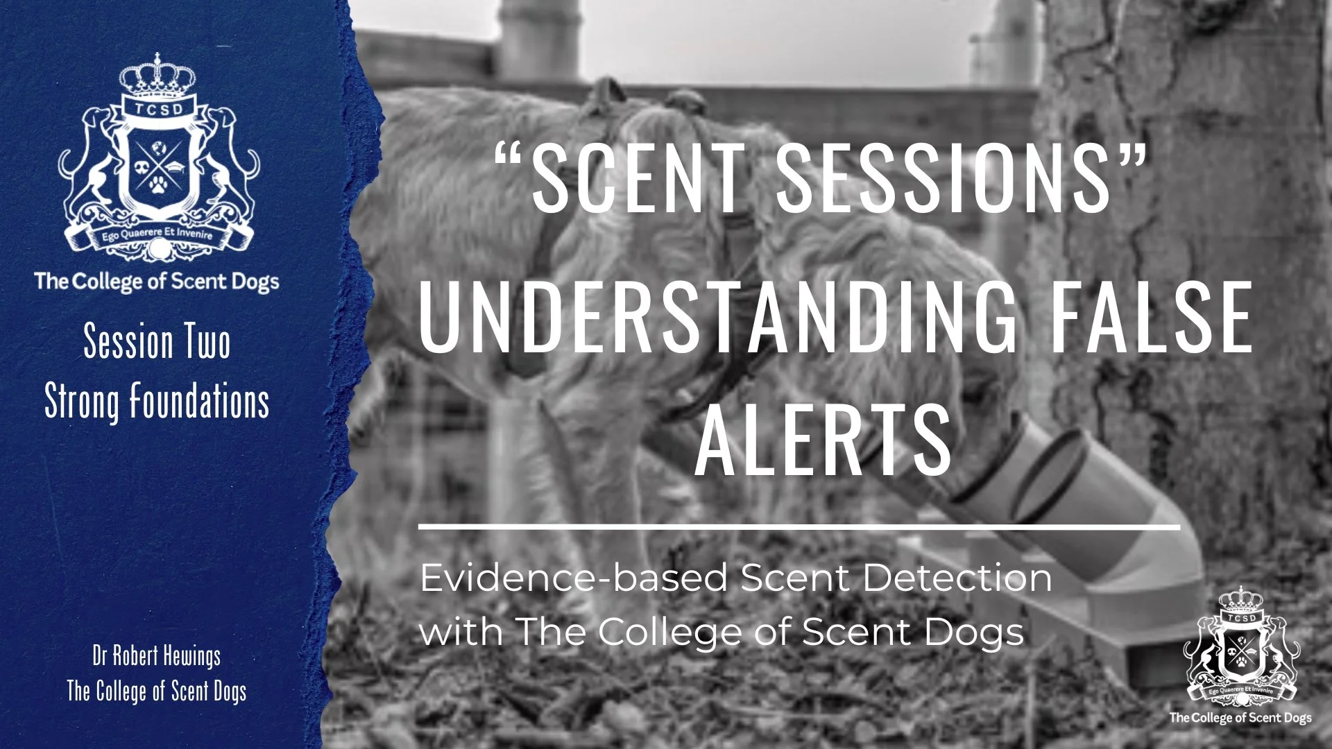 Scent Sessions: Foundation Training.