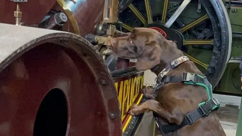 A search dog shows the presence of odour it is searching a steam traction engine at The College of Scent Dogs detection course