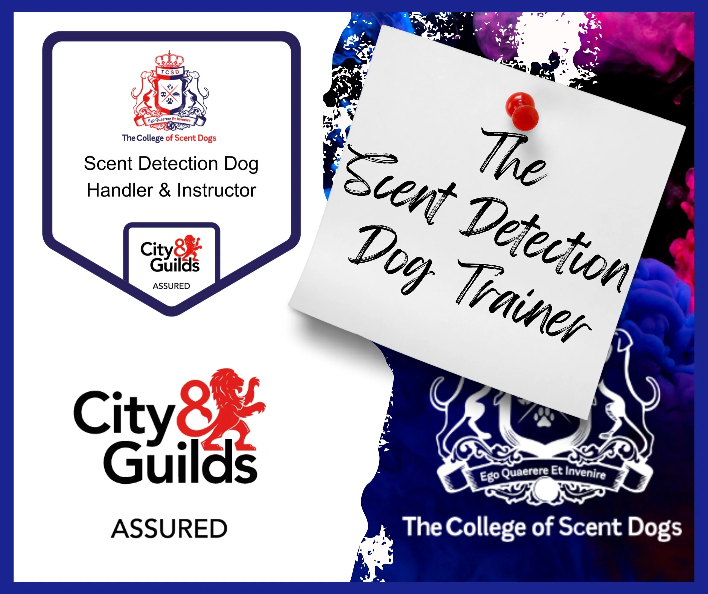 A promotional image for The College of Scent Dogs Scent Detection Dog Handler & Instructor training program, featuring logos of City & Guilds and The College of Scent Dogs, with a white paper pinned by a red thumbtack that reads "The Scent Detection Dog Trainer," and a background with blue, black, and purple hues.