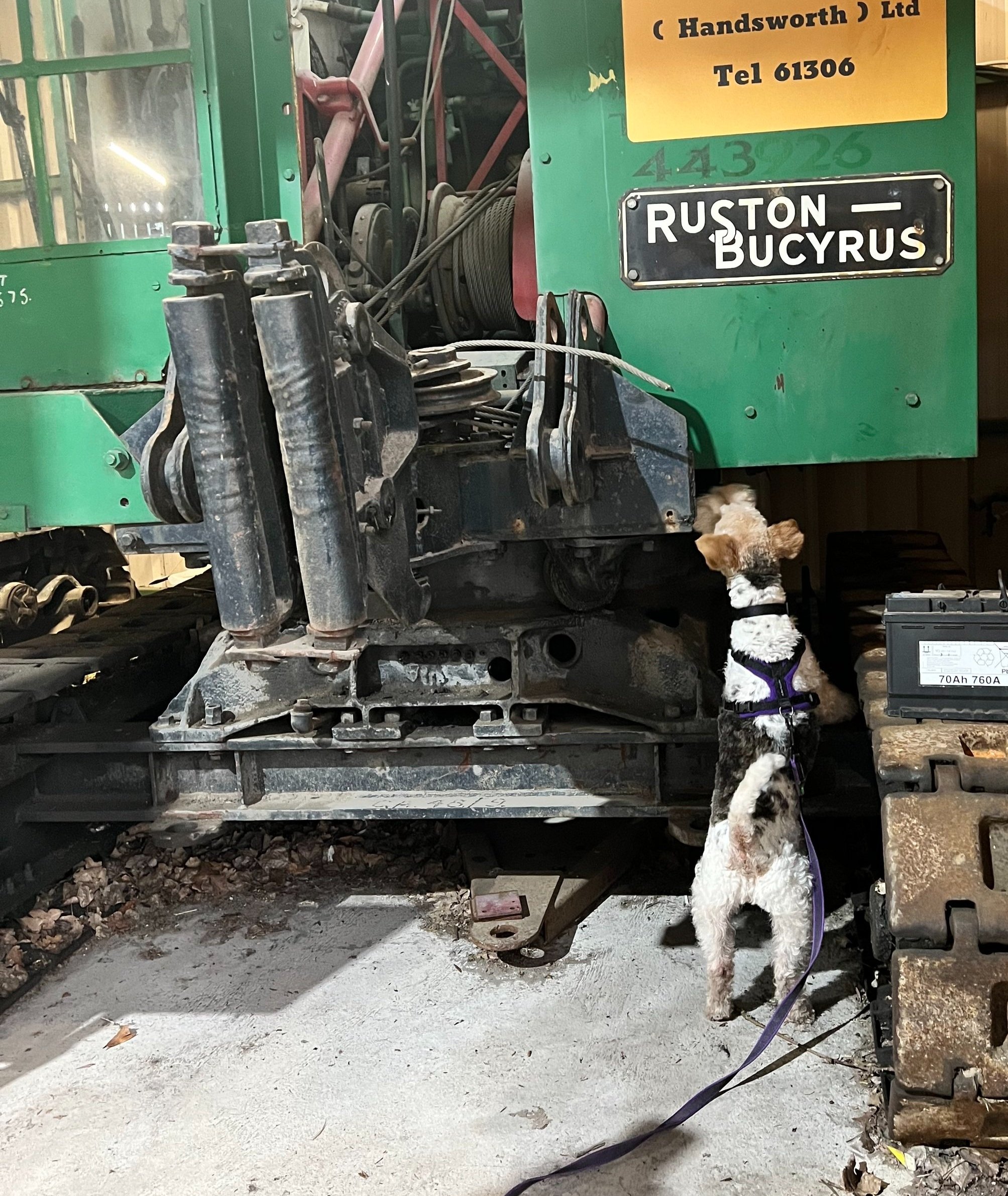 Scent detection dog indicating find on crane during professional training at College of Scent Dogs