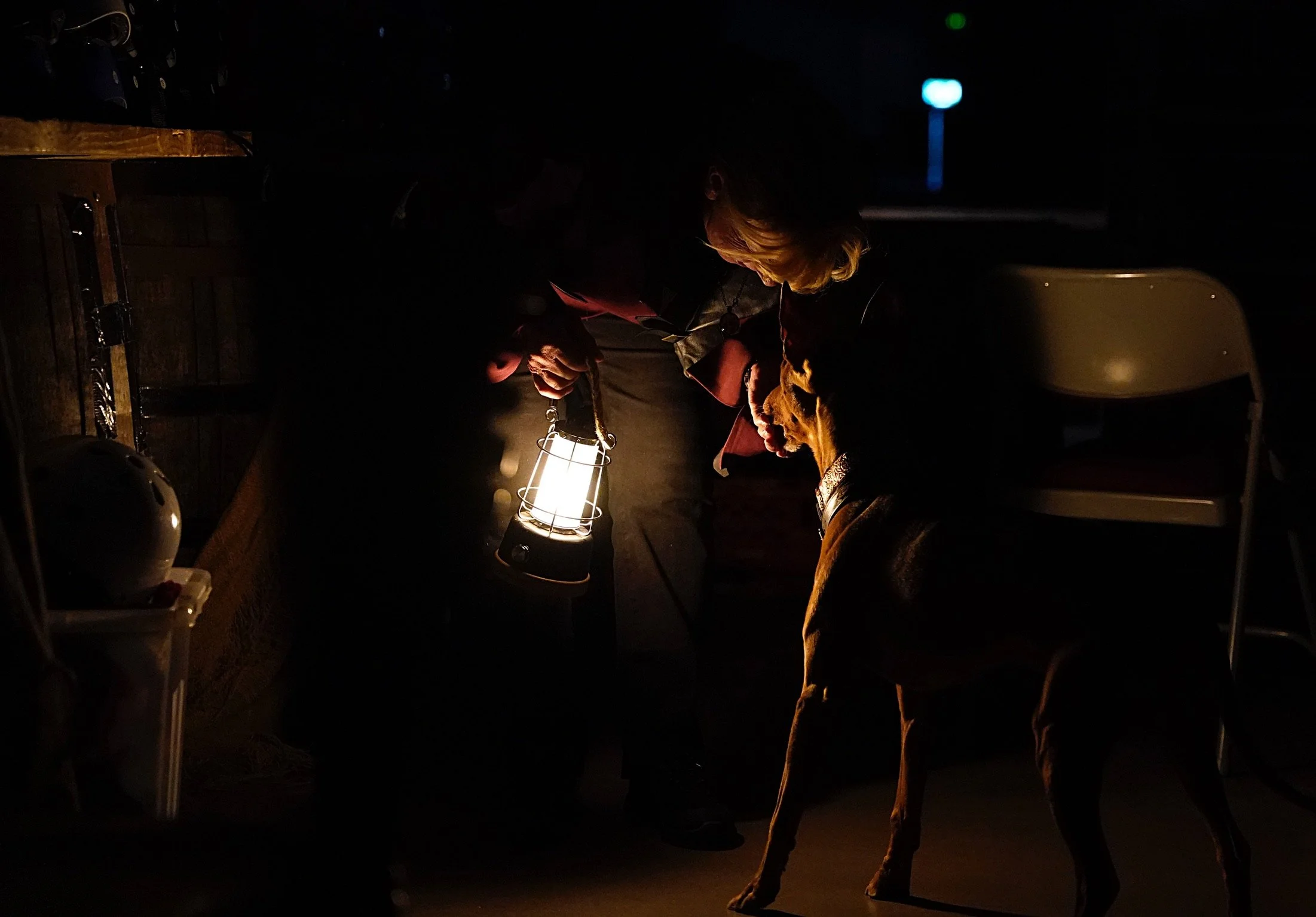 Working detection dog demonstrating search skills during College of Scent Dogs murder mystery