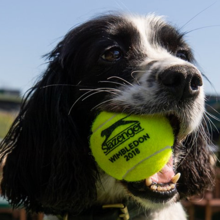 Dog holding a yellow tennis ball in its mouth with a blue sky background.