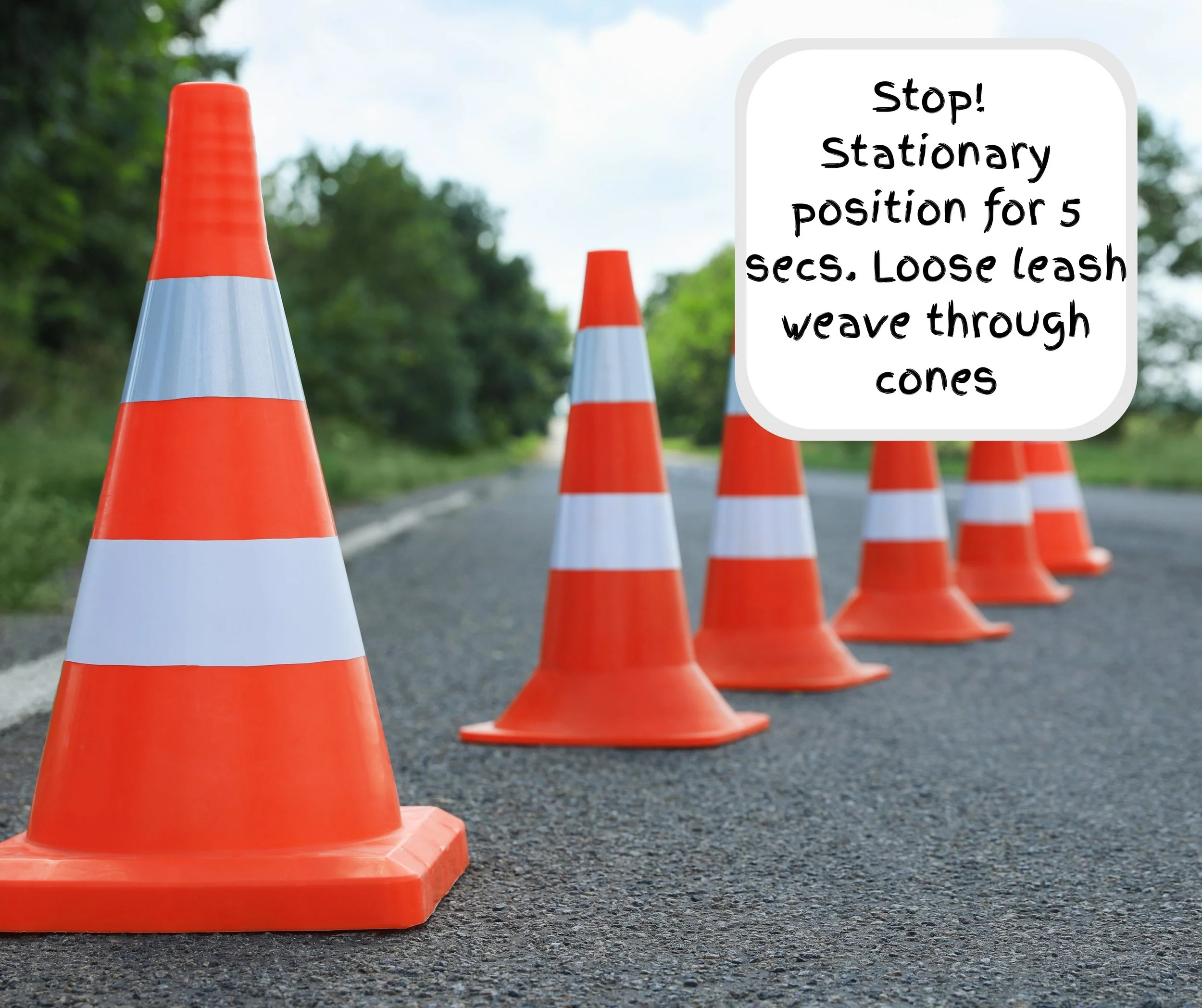 Stop! Stationary position for 5 secs. Loos leash weave through cones.jpg