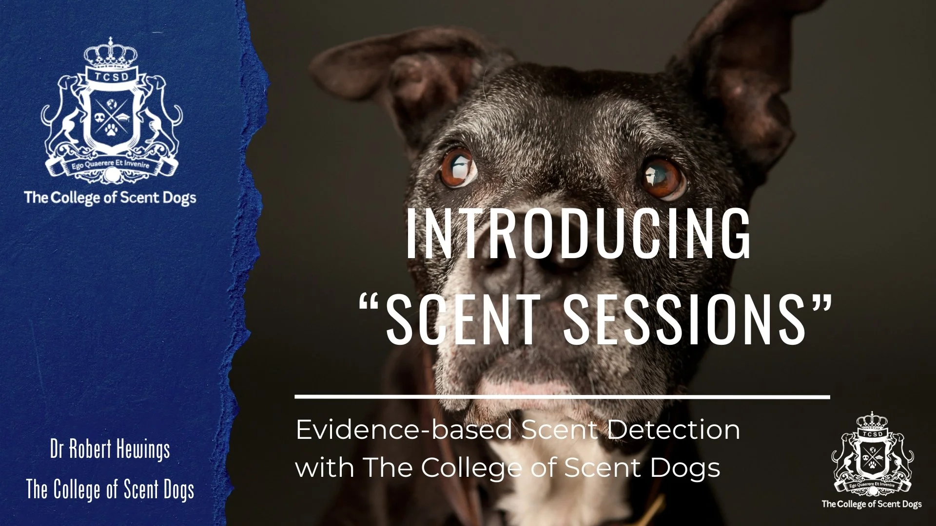 Scent Sessions: An Introduction.