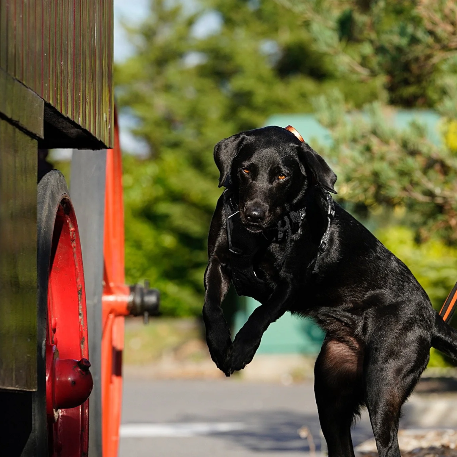 Black Labrador search dog, working with The College of Scent Dogs