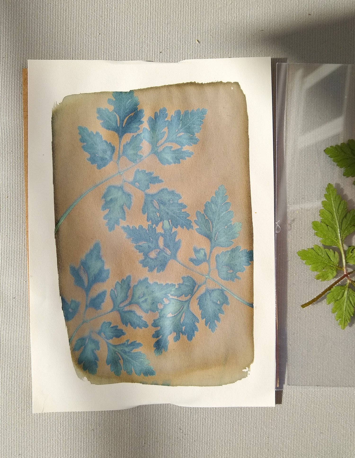 5 simple steps for getting started with Cyanotype printing — Kate Watkins