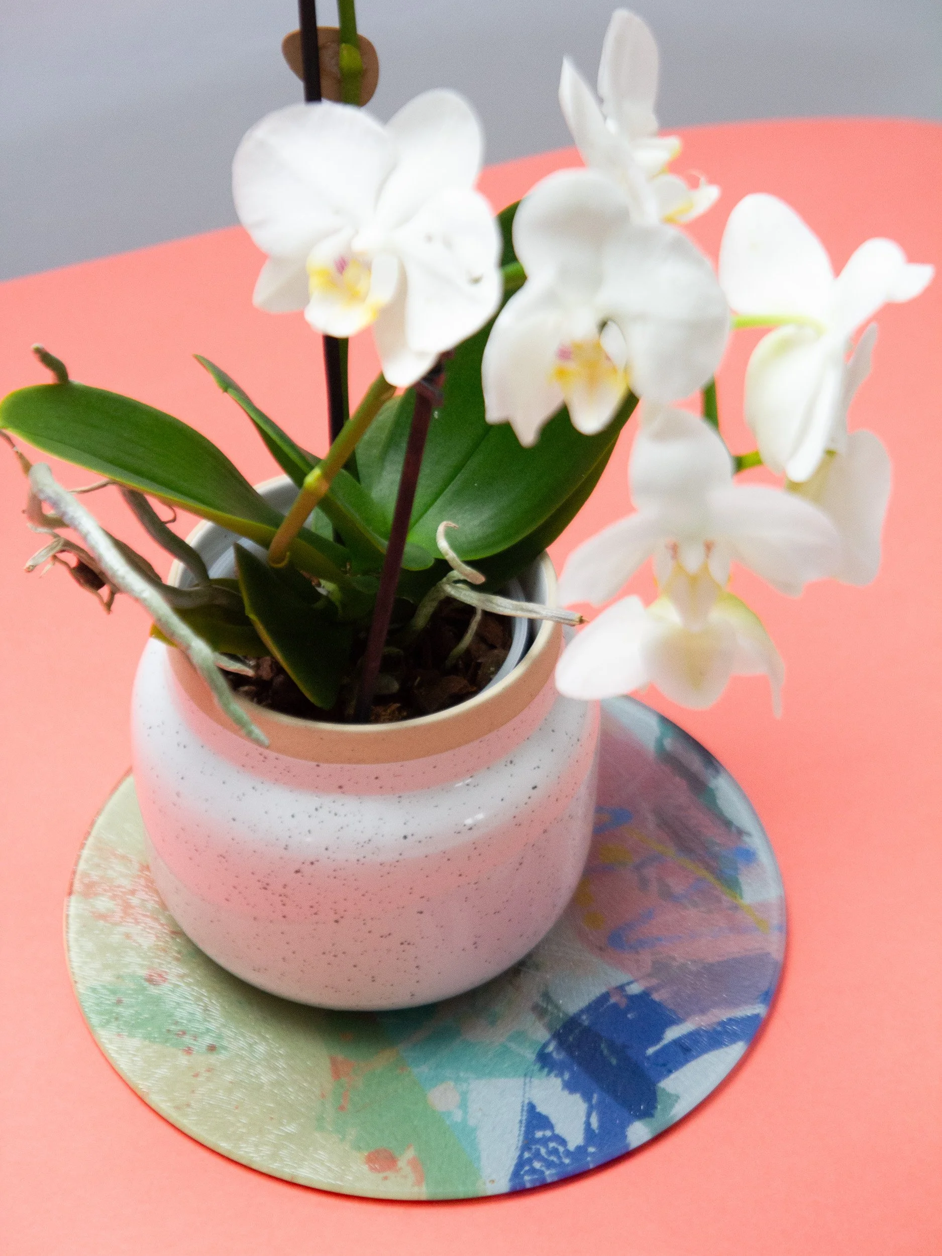 homewares_Kate_Watkins_2026 (4).jpg