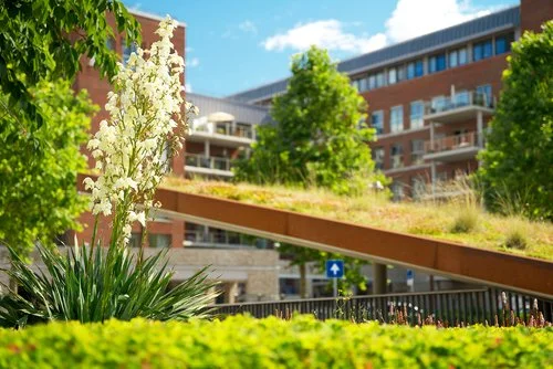 Doe mee aan een zesdaagse cursus om te leren hoe ontwerp het stadsklimaat bepaalt