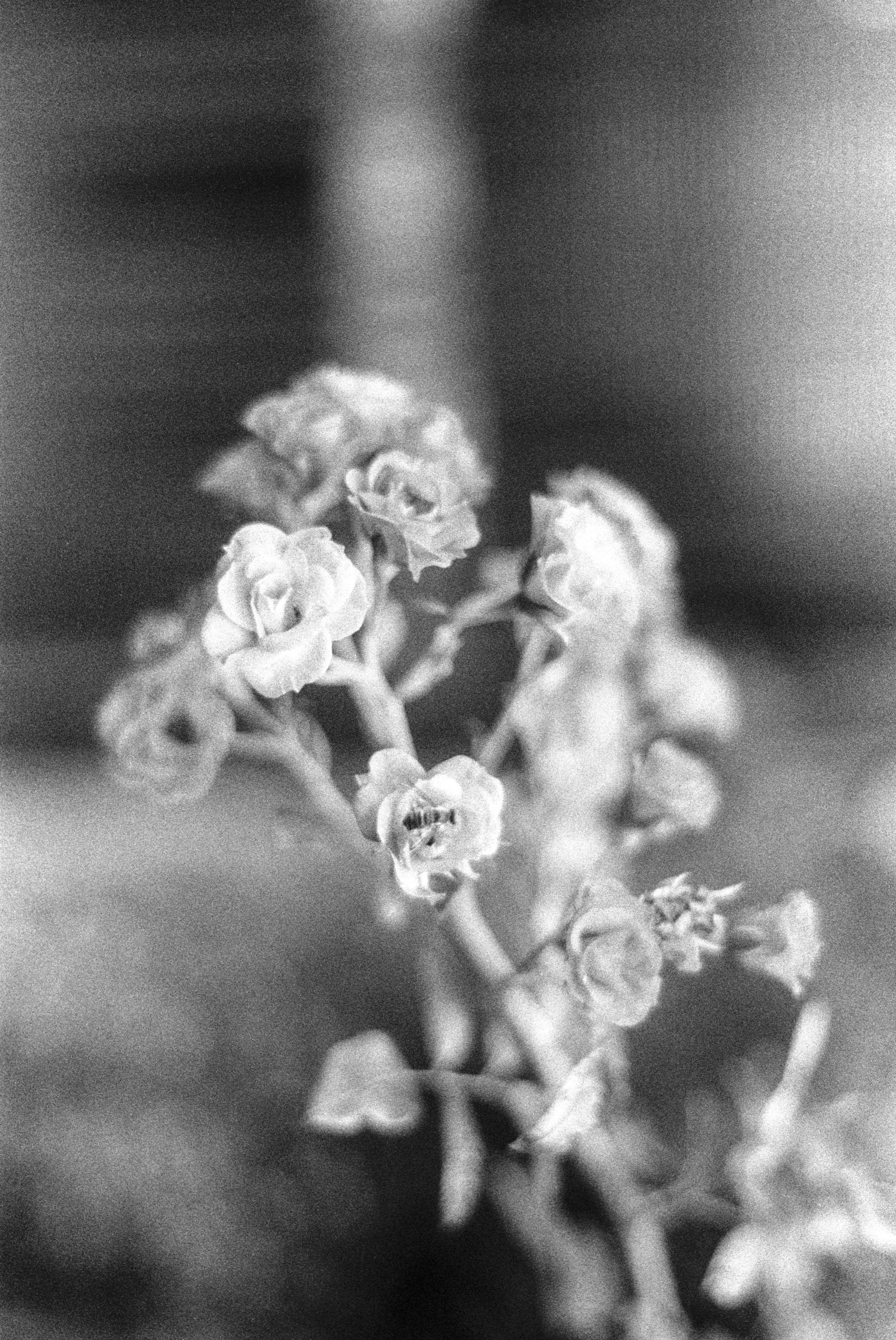flower.jpg