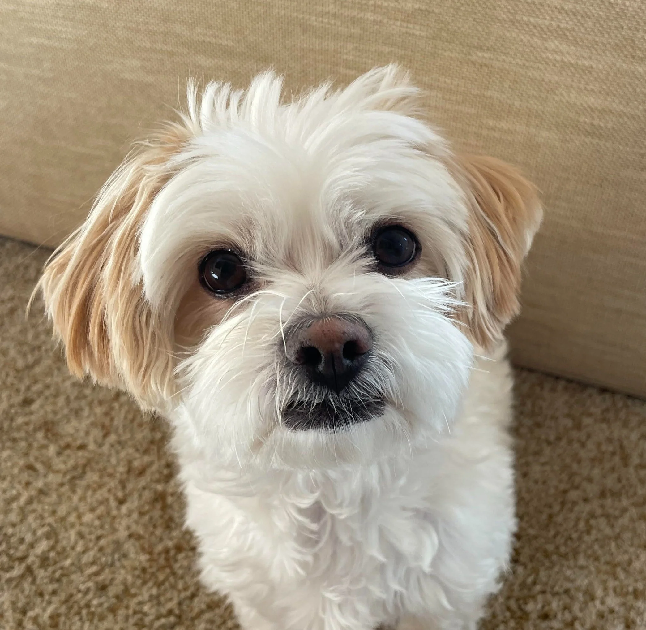 Luna therapy dog emotional support animal
