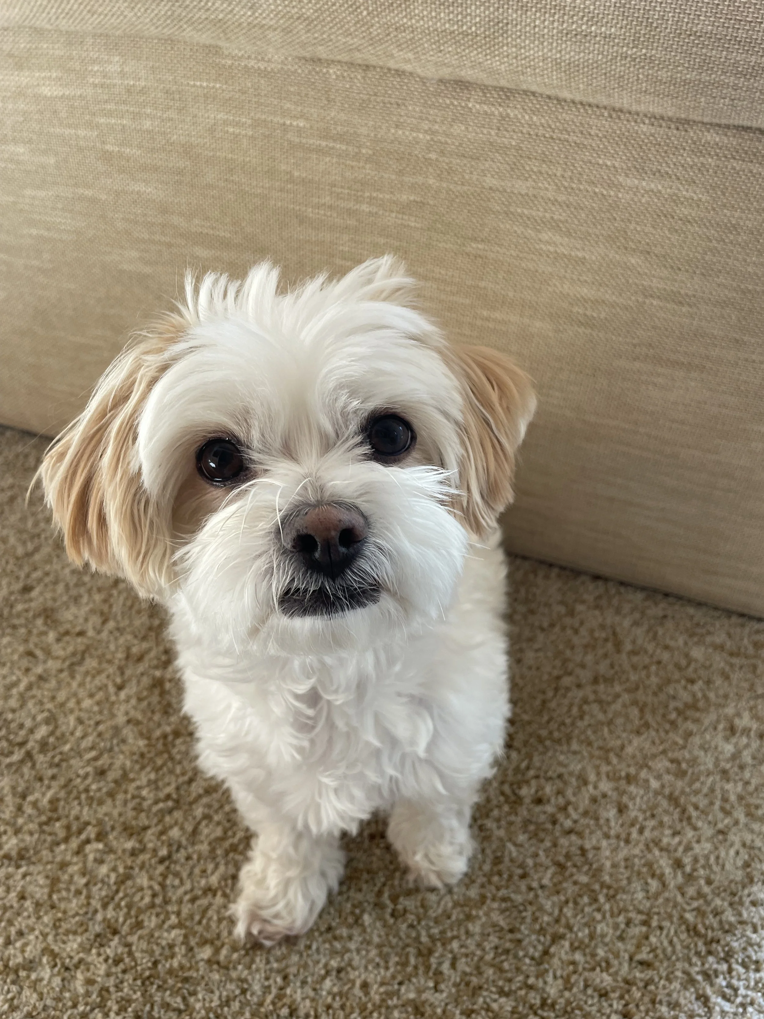 Luna the Dog, emotional support animal at Cascade Therapy Group.