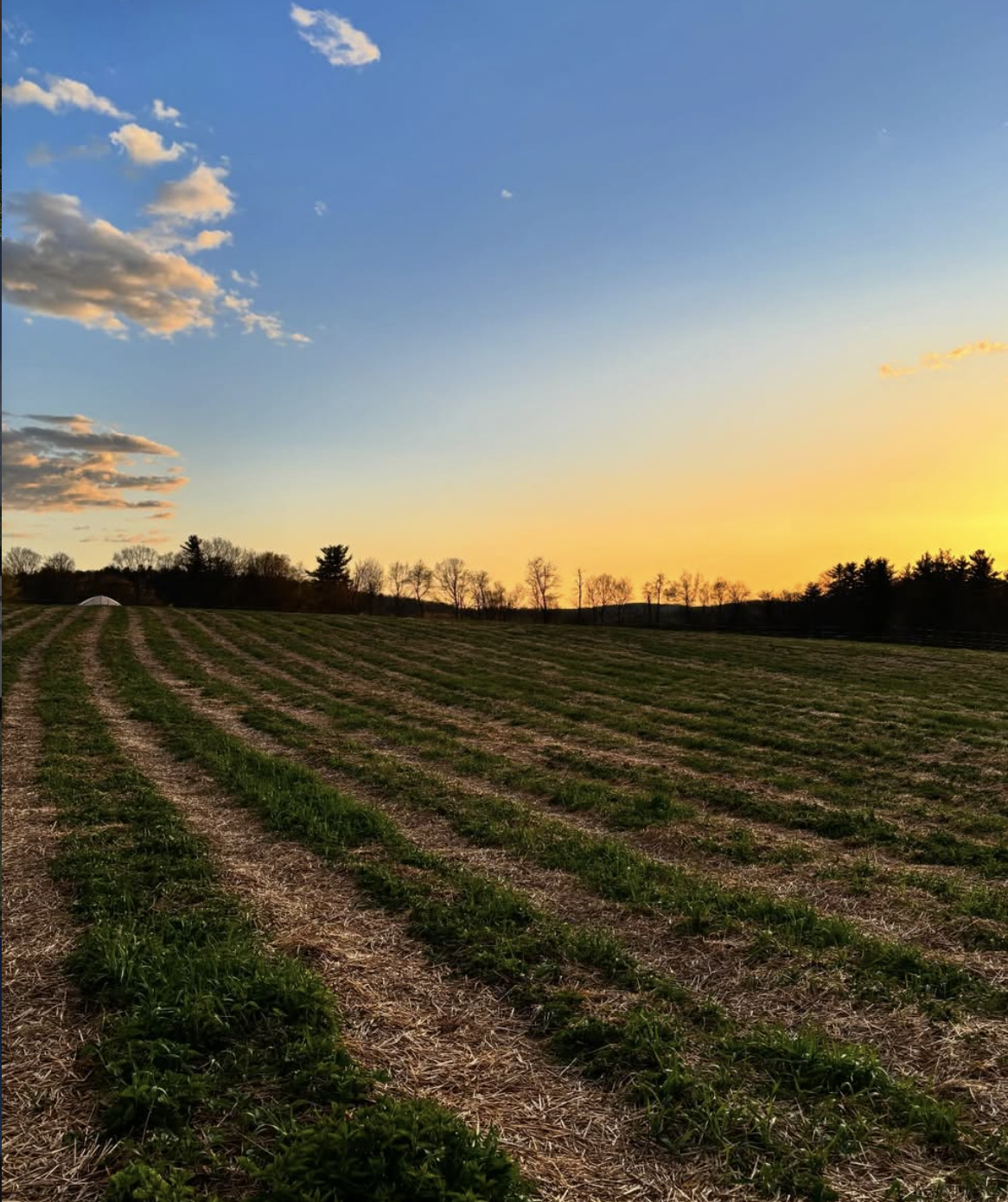 POP-UP -  Strawberry Moon Party @ Steelbow Farm