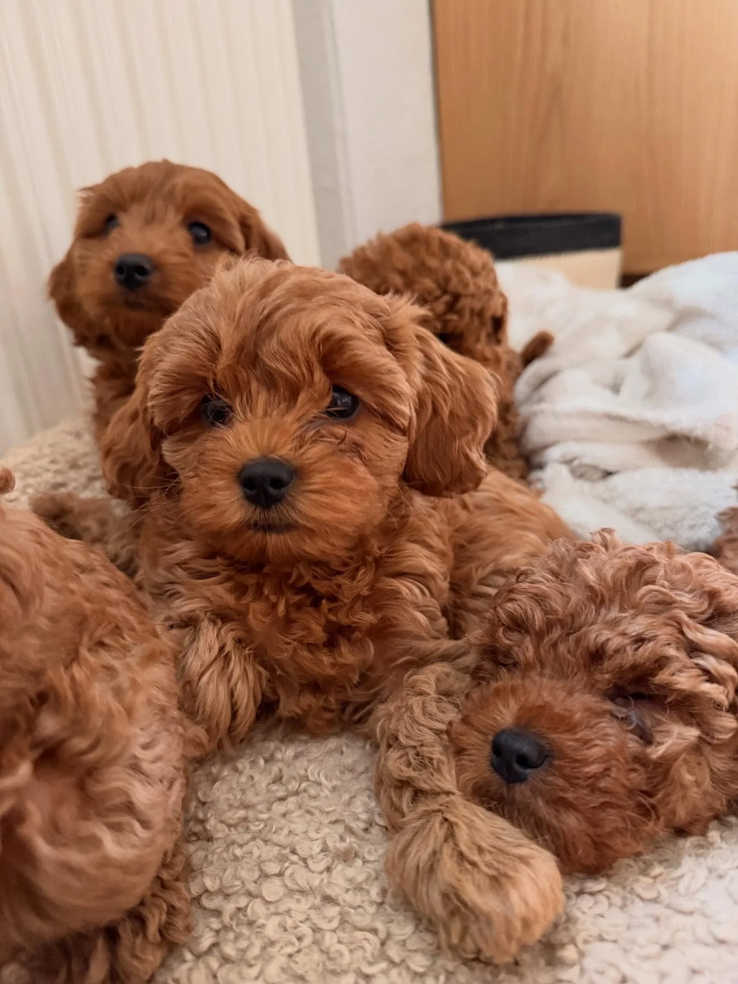I g&aring;r flyttede den her omgang b&oslash;ller ud i deres nye familier 🥰 Pludselig blev her meget stille.
Heldigvis er lille Polly her en ekstra uge, mens hendes familie nyder sydens sol 🌴