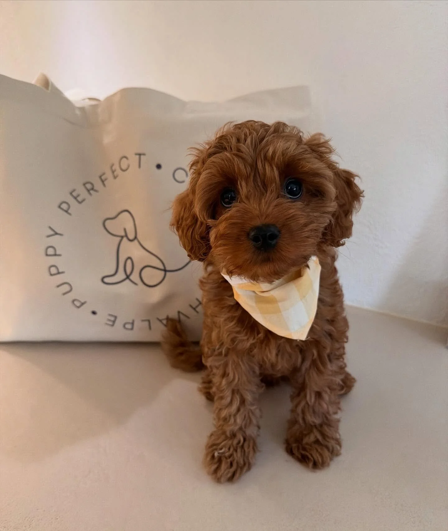 S&oslash;de lille Polly rejste i dag hjem til sin nye familie 🥰
Det er altid lidt s&aelig;rligt at have hvalpene boende efter deres s&oslash;skende er flyttet - Polly var ingen undtagelse. 
Hende og Rita har hygget S&Aring; meget, leget dagen lang o