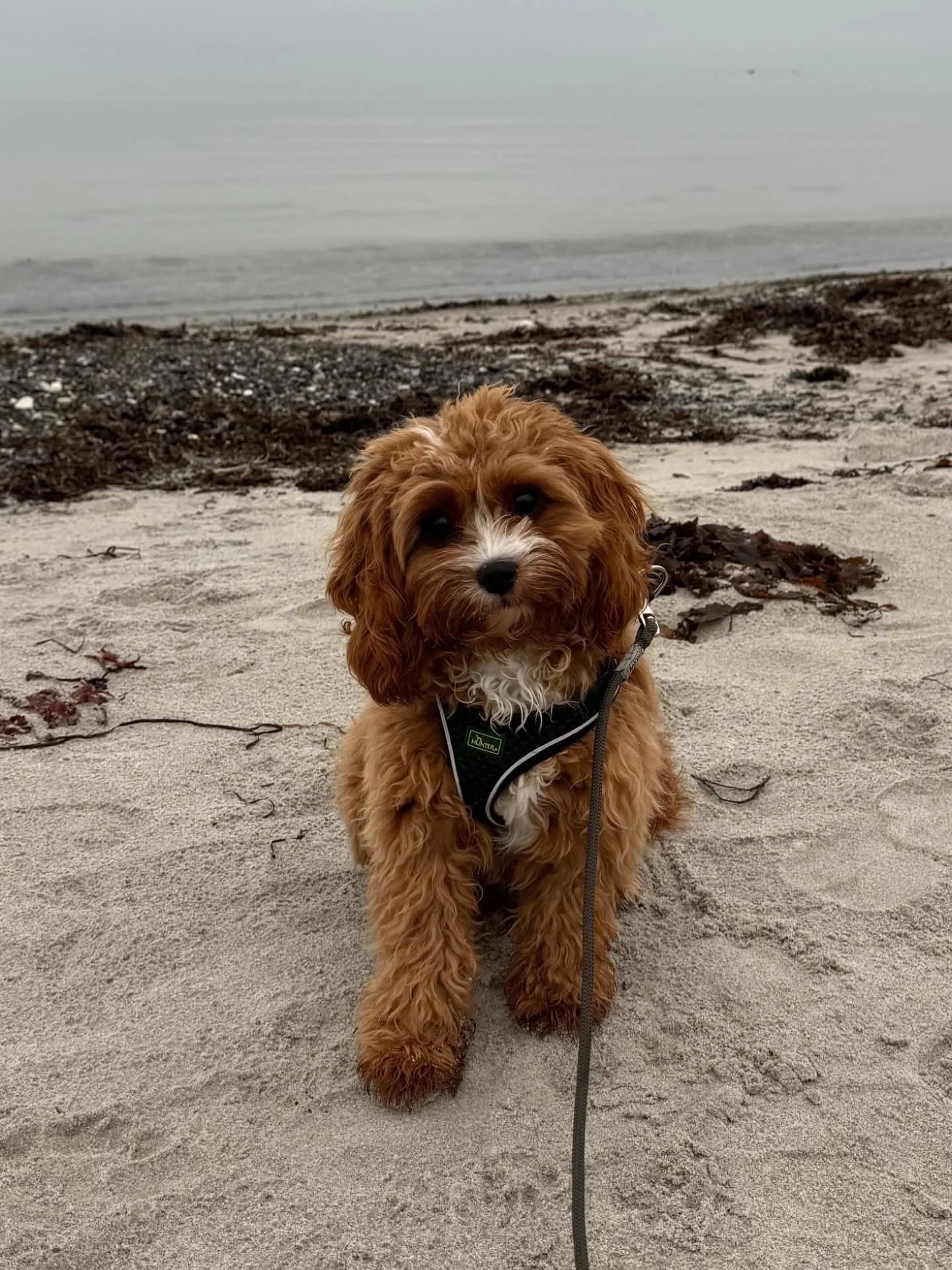 Fine fine Holly 🐶🧸
Holly er en Cavapoo F1 efter Bella og Charlie ❤️