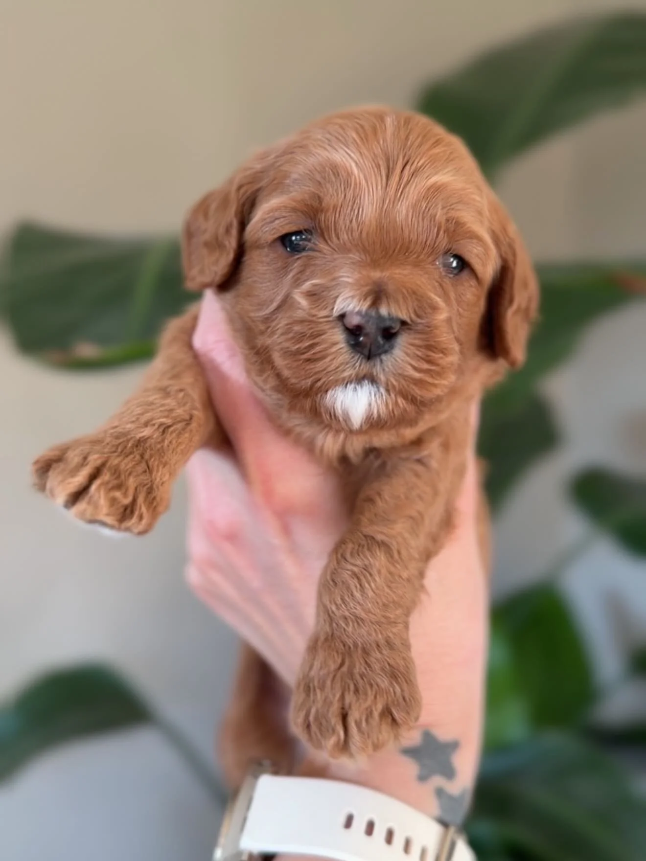 Vores sm&aring; basser blev 3 uger i g&aring;r - og er nu begyndt at smage p&aring; rigtig mad. Det er stadig virkelig noget gratv&aelig;rk (-som de siger her i Nordjylland 😉).
Vi gl&aelig;der os til de n&aelig;ste 5 uger med de sm&aring; venner, nu