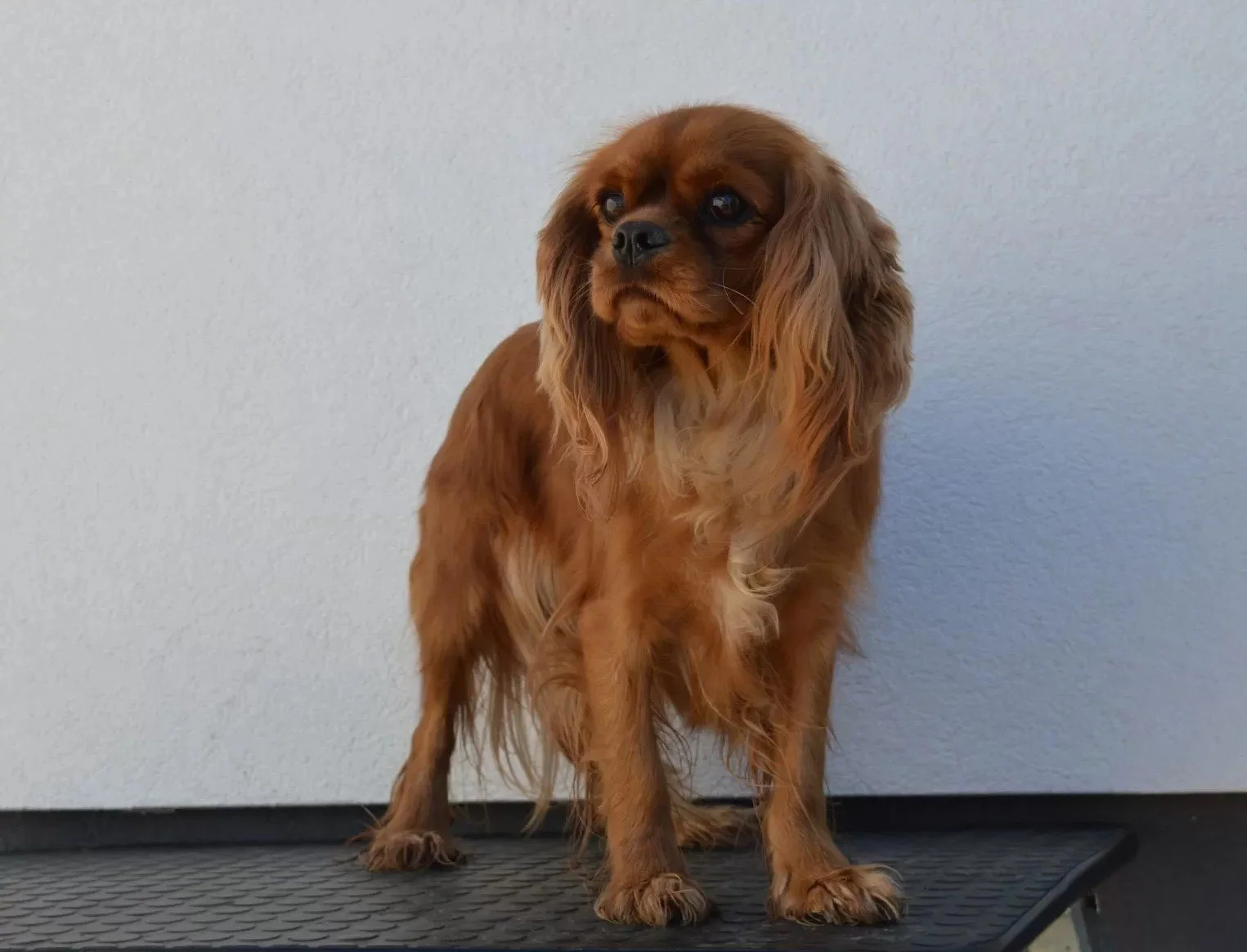 Molly