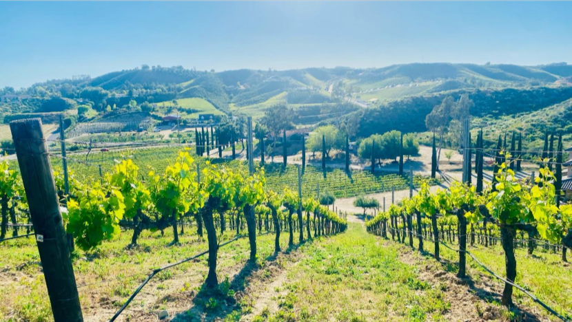 Best Red Wine Temecula wineries: Is This the Secret Ingredient to a Memorable Wedding Toast?