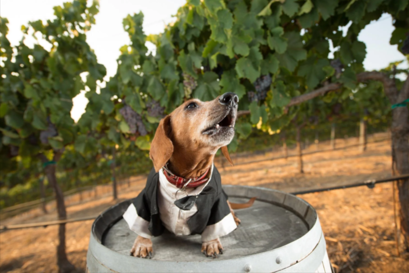 Dog friendly wineries Temecula: Can You Really Enjoy Premium Wine Without Leaving Your Dog Behind?