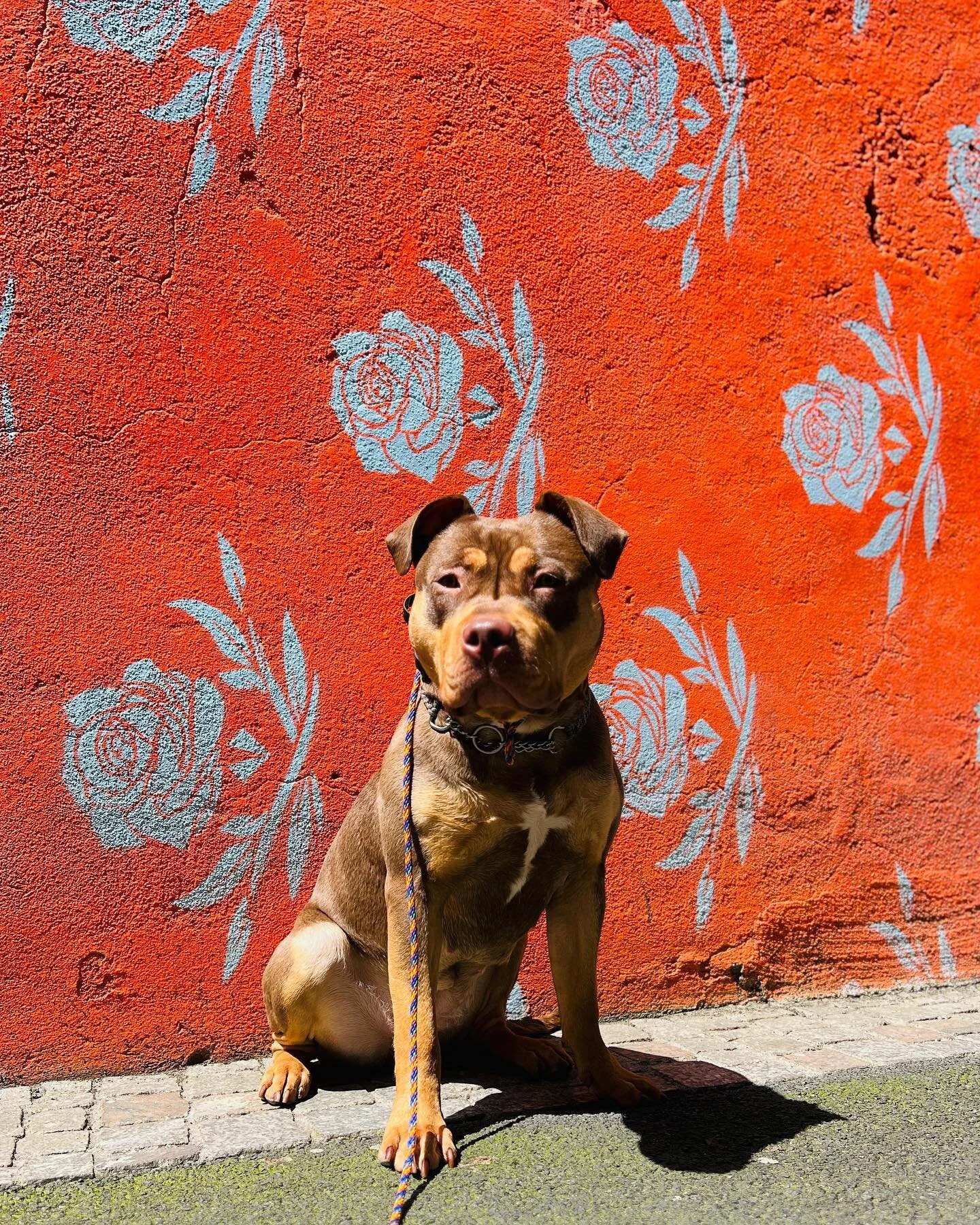 Senna in France 🇫🇷 First big trip with our girl. Swipe for extra drama / lessons for us 🙃 #france #roadtrip #clermontferrand #holidayweekend #americanbully #tricolor #pup #pupstagram #dogsofinstagram #instapic #potd