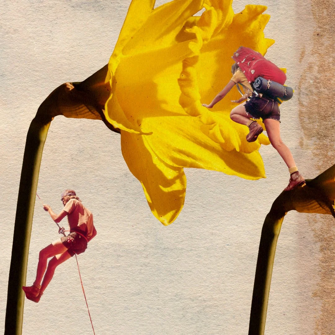 daffodil.jpg